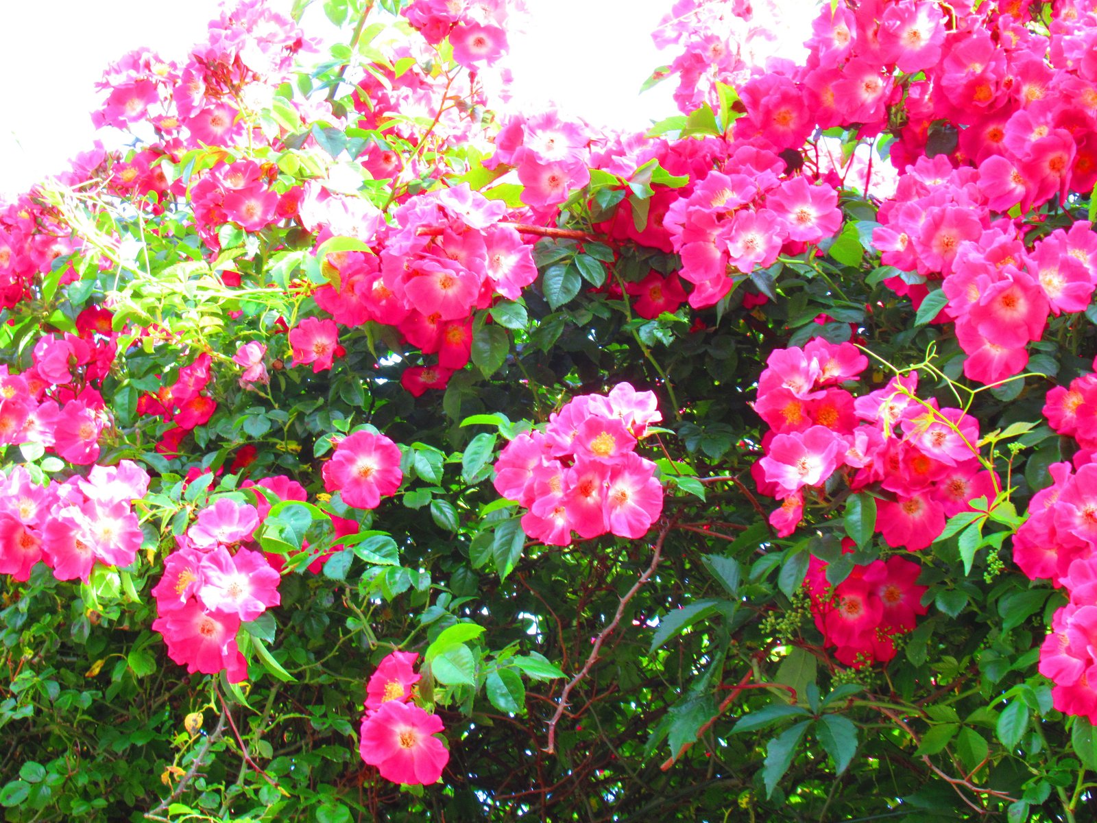 Rosier grimpant, photo gratuite