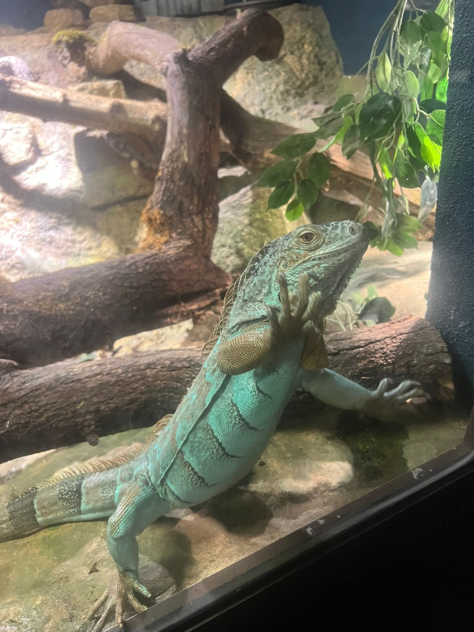 Iguane dans un enclos, Zoo Amneville, Lorraine, Moselle, photo gratuite