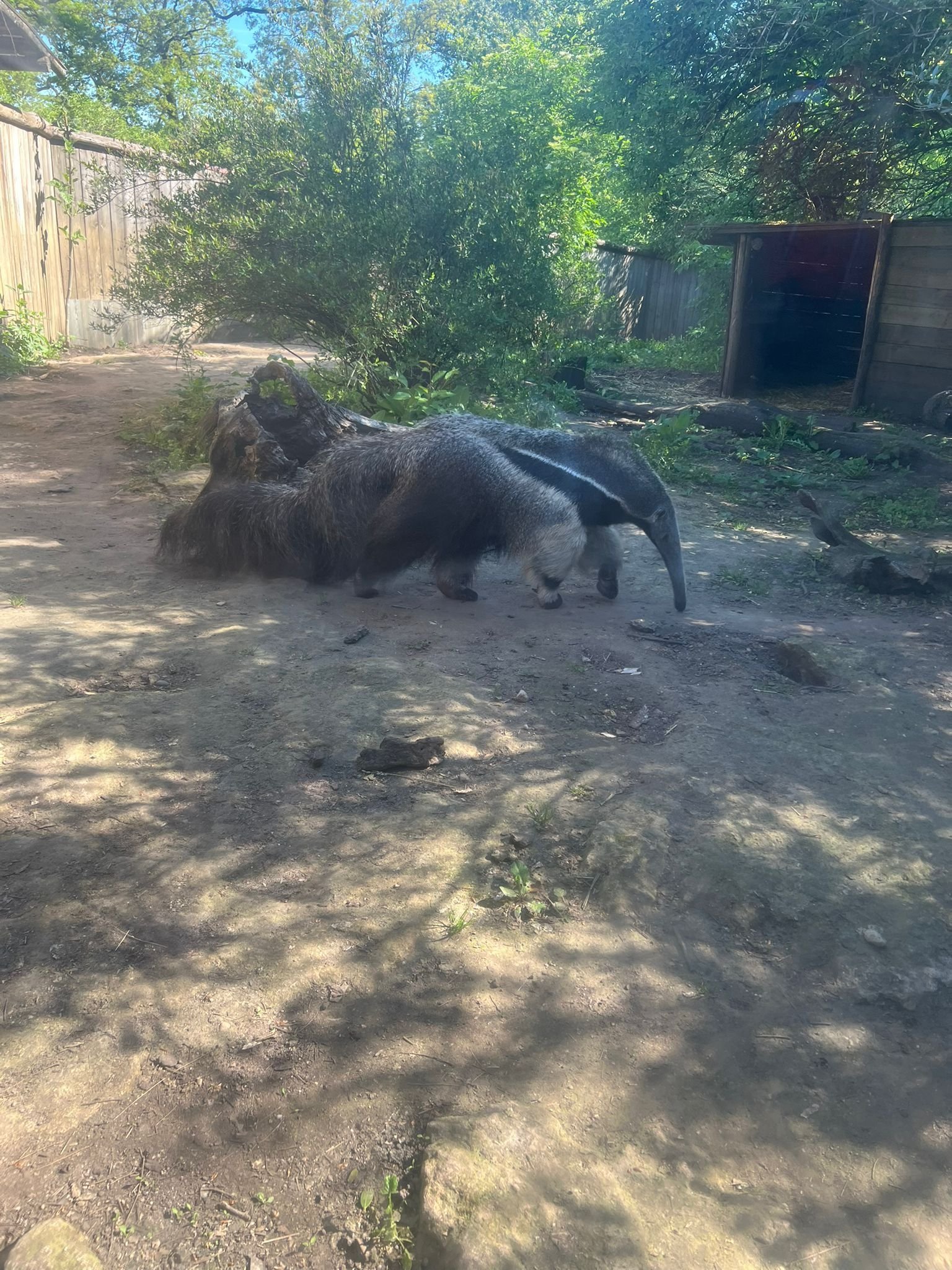 Fourmilier, Zoo d'Amneville, Moselle, Lorraine, photo gratuite