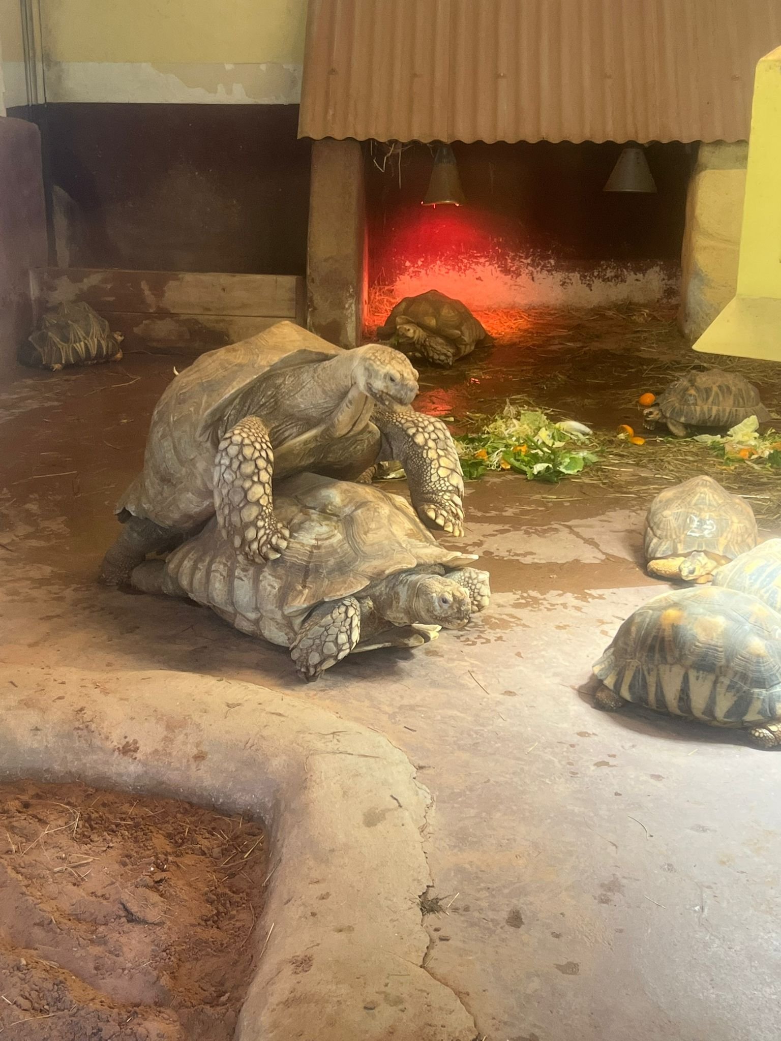 Accouplement de tortues sillonnées, Zoo d'amneville, Moselle, Lorraine, photo gratuite