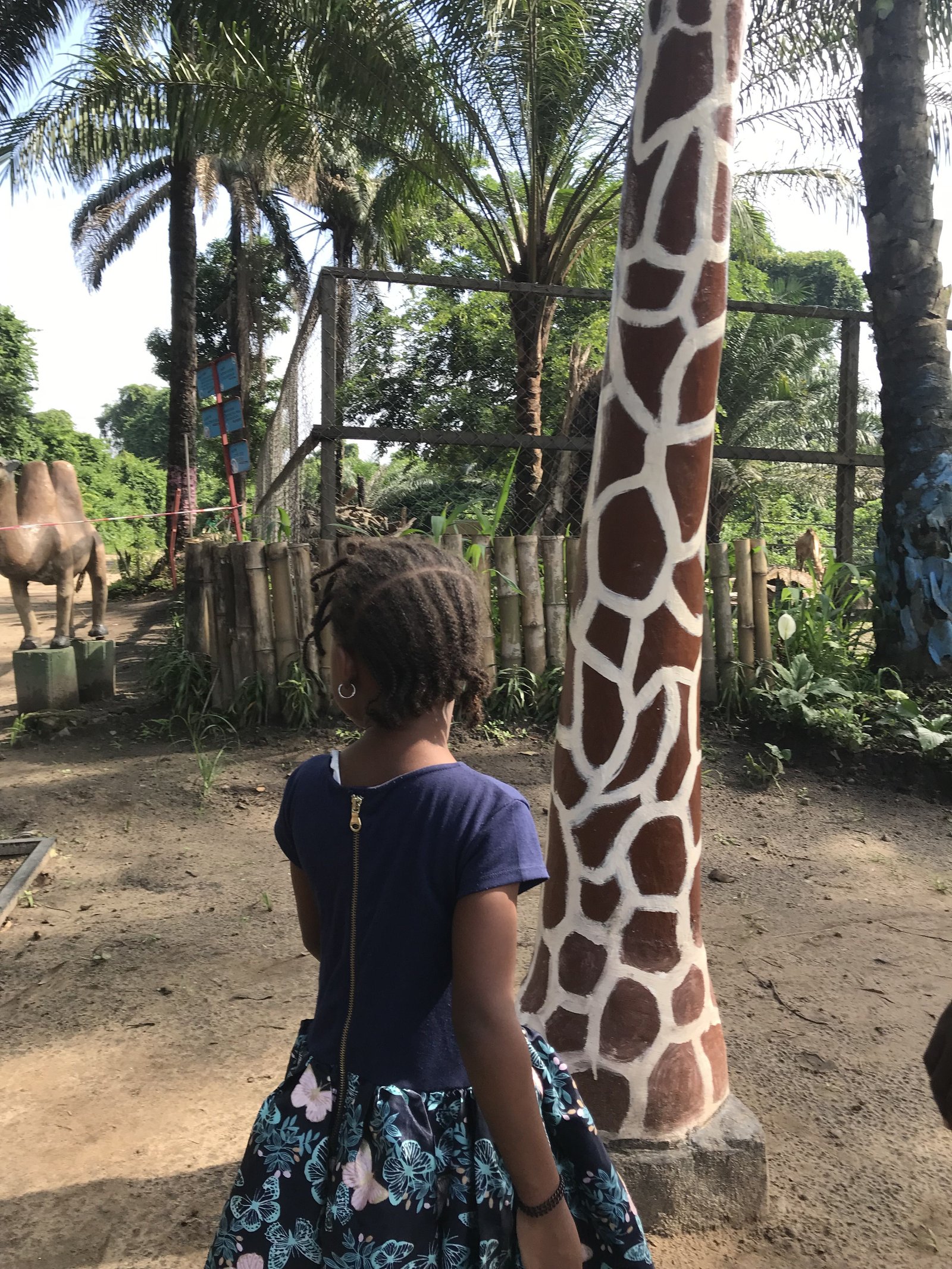 A girl in the park watching the camels