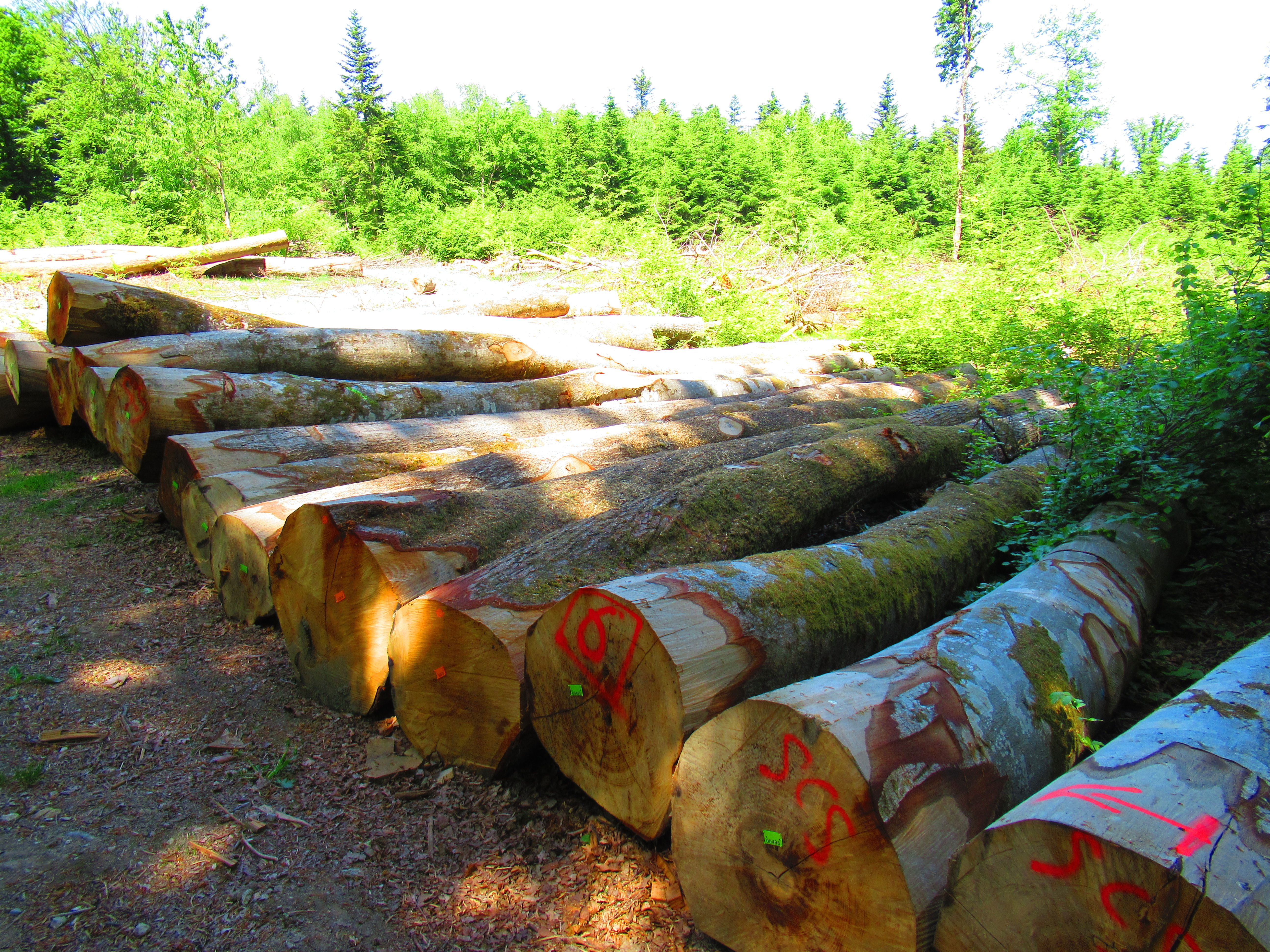 free photo of cut tree trunks, forest management, nature, wood