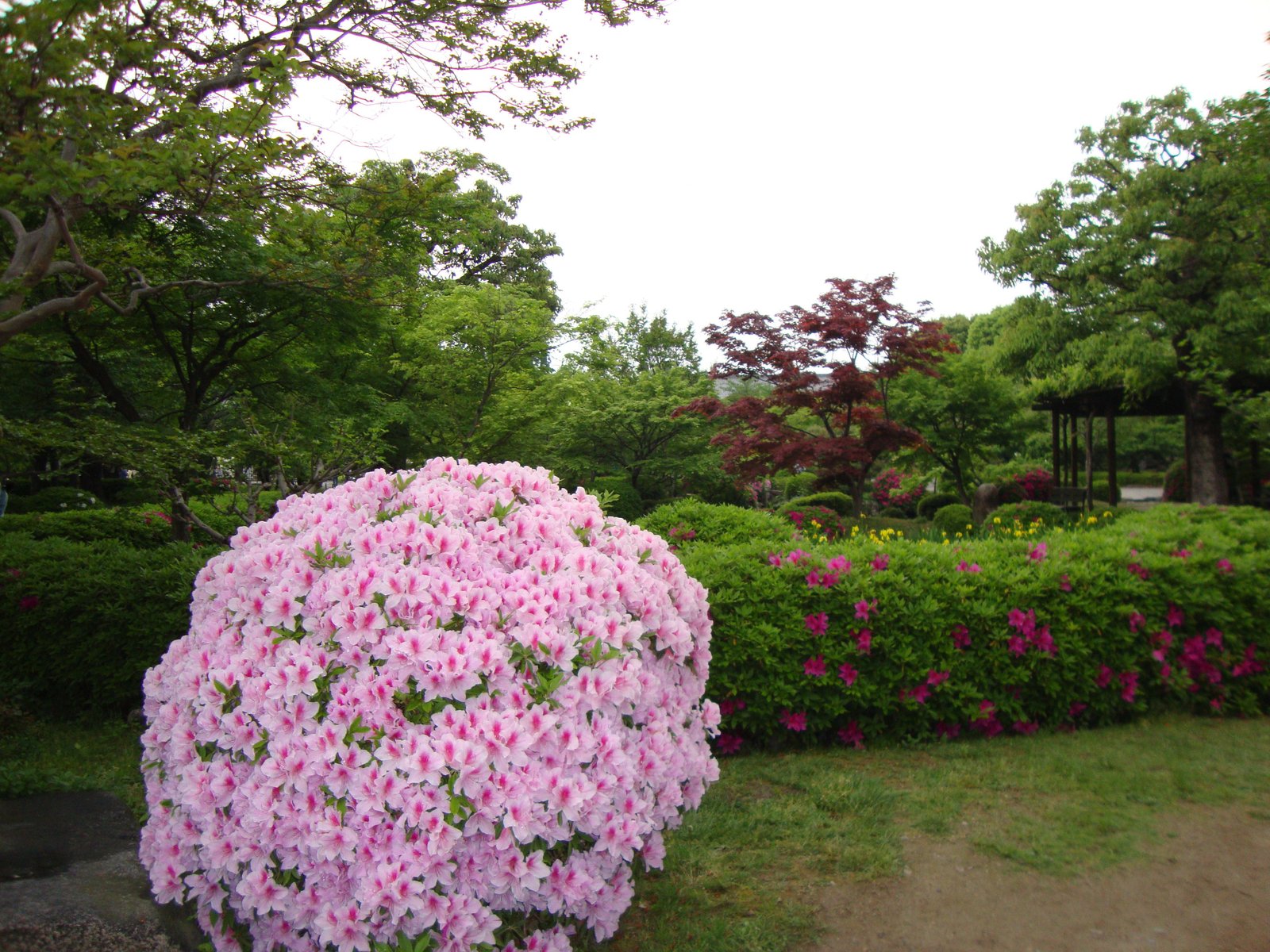 Fleur azalée dans un jardin, photo gratuite