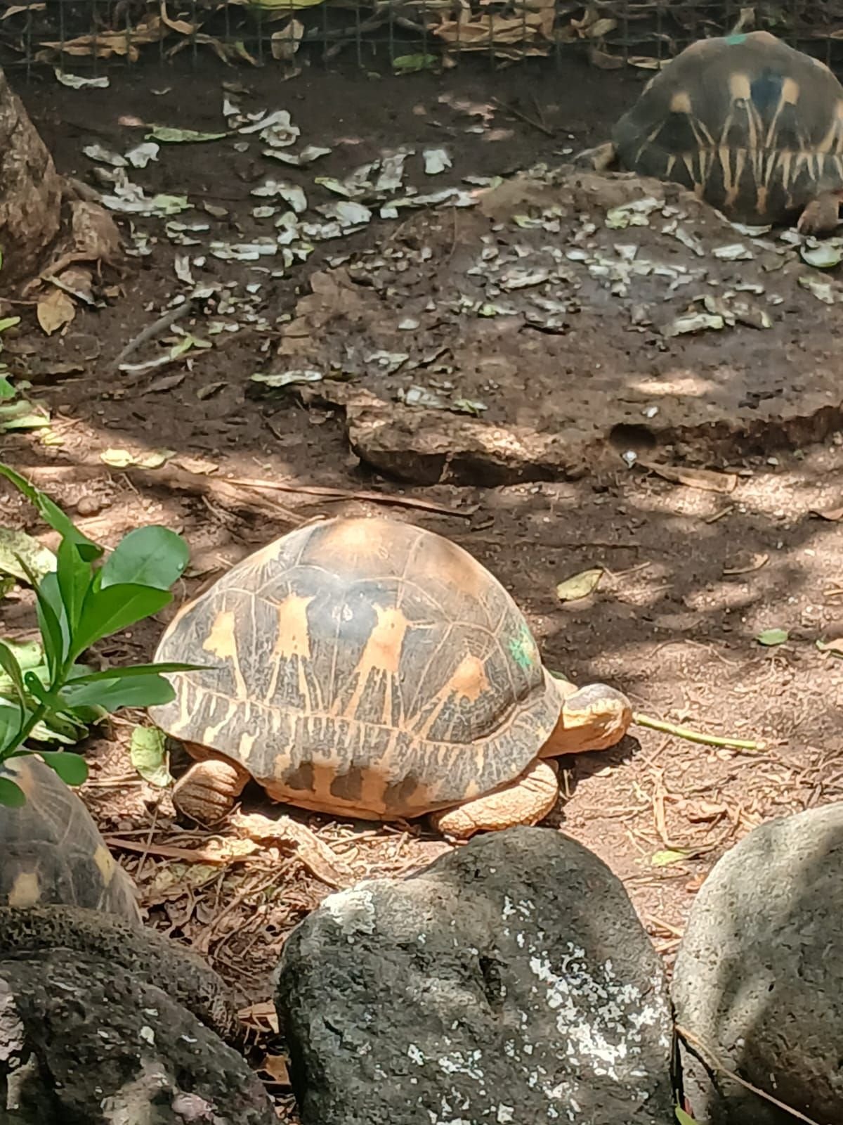 Tortue à l'Île de la Réunion, photo gratuite