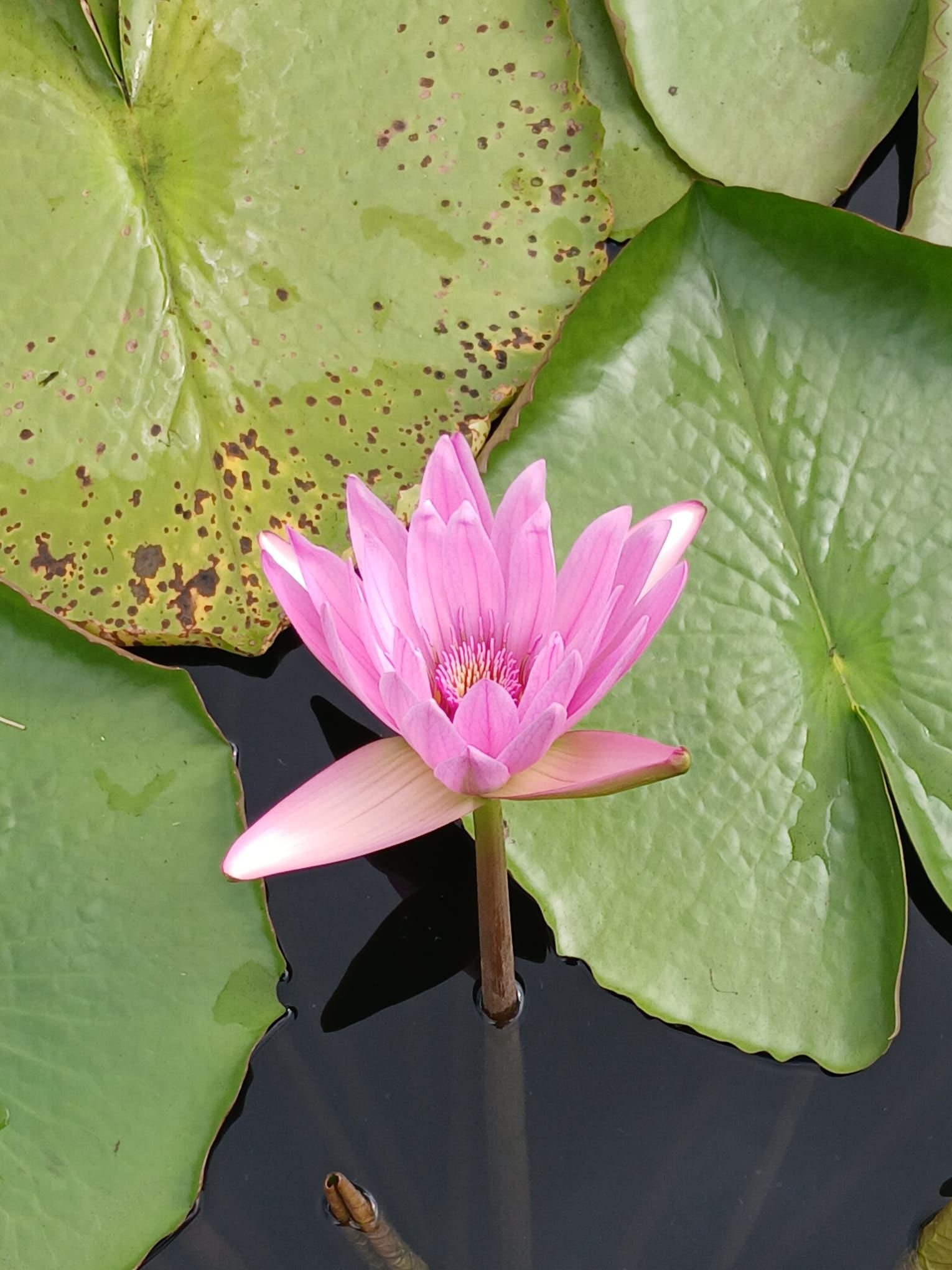 Nénuphar, une plante aquatique, photo gratuite