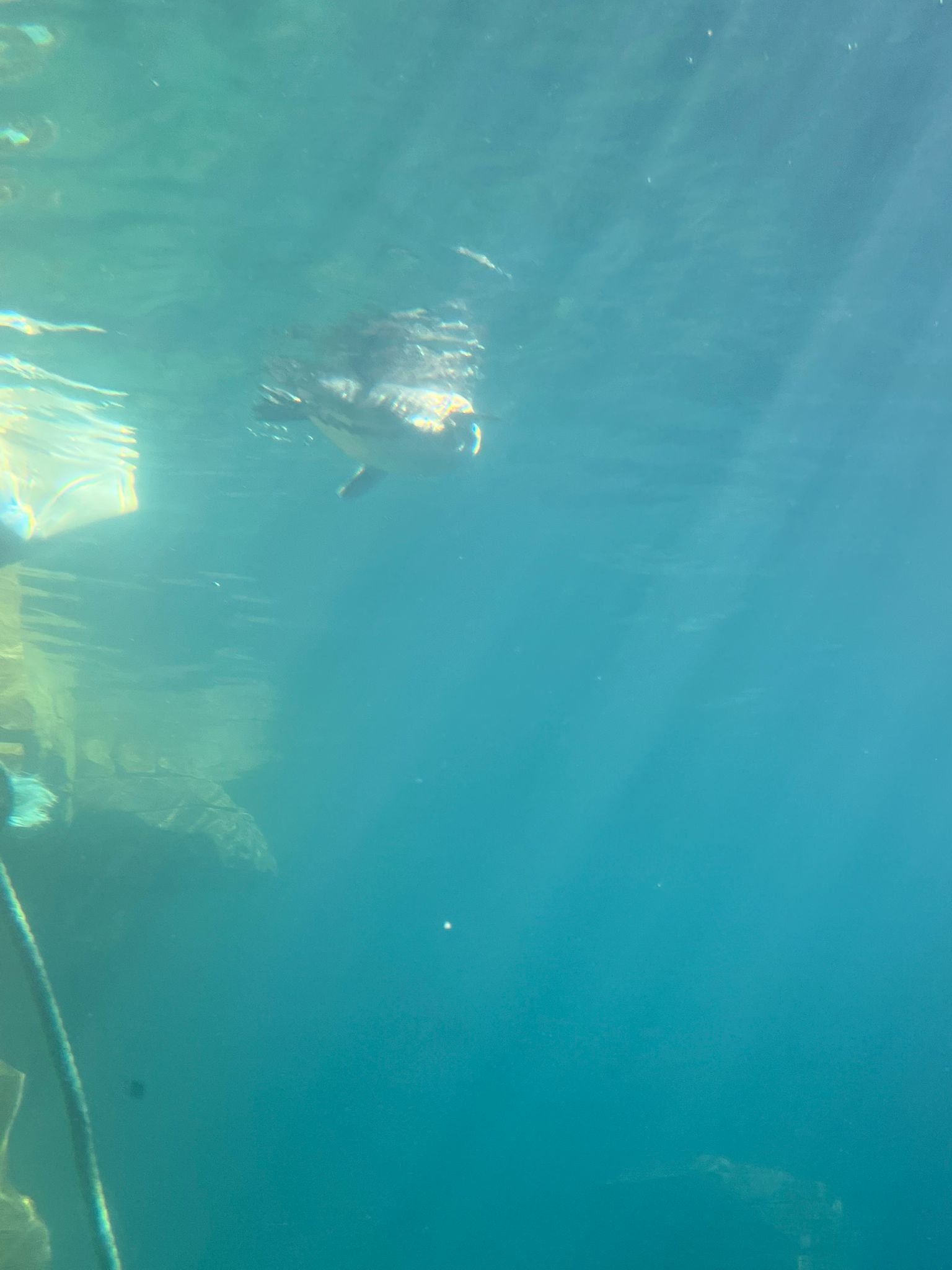 Manchot nageant sous l'eau, Zoo d'Amneville, Lorraine, Moselle, photo gratuite