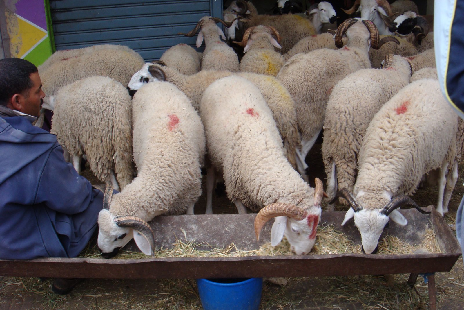 Troupeau de moutons en train de s’alimenter photo gratuite