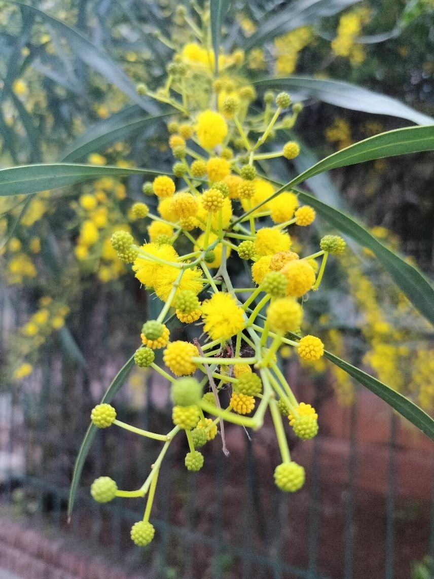 Fleur de mimosa en gros plan photo gratuite