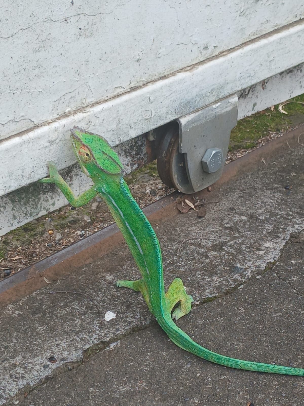 Lézard, photo gratuite