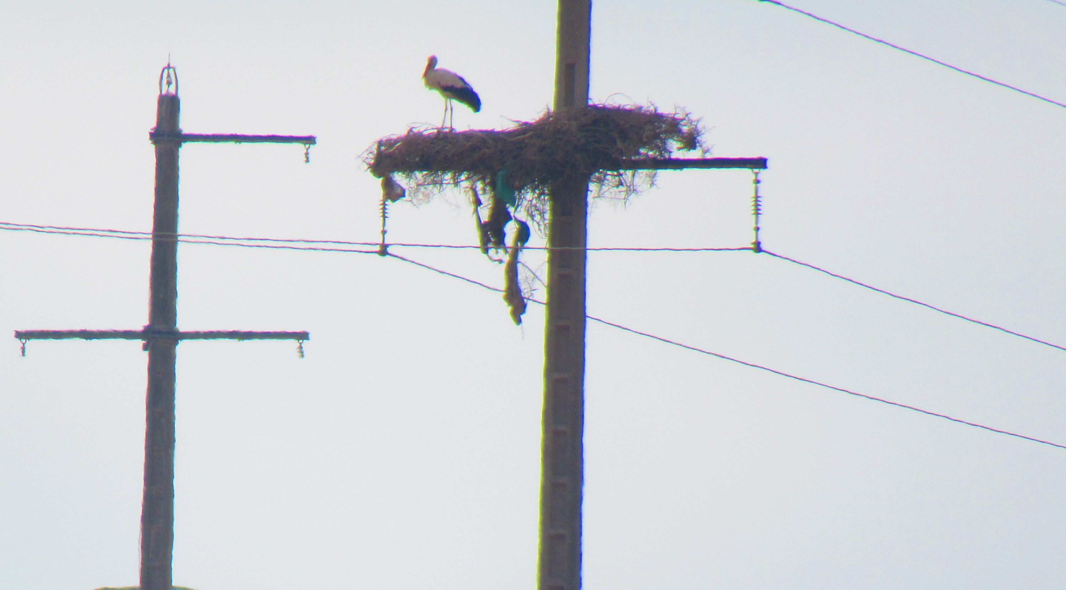 free photo Stork nest in the trees