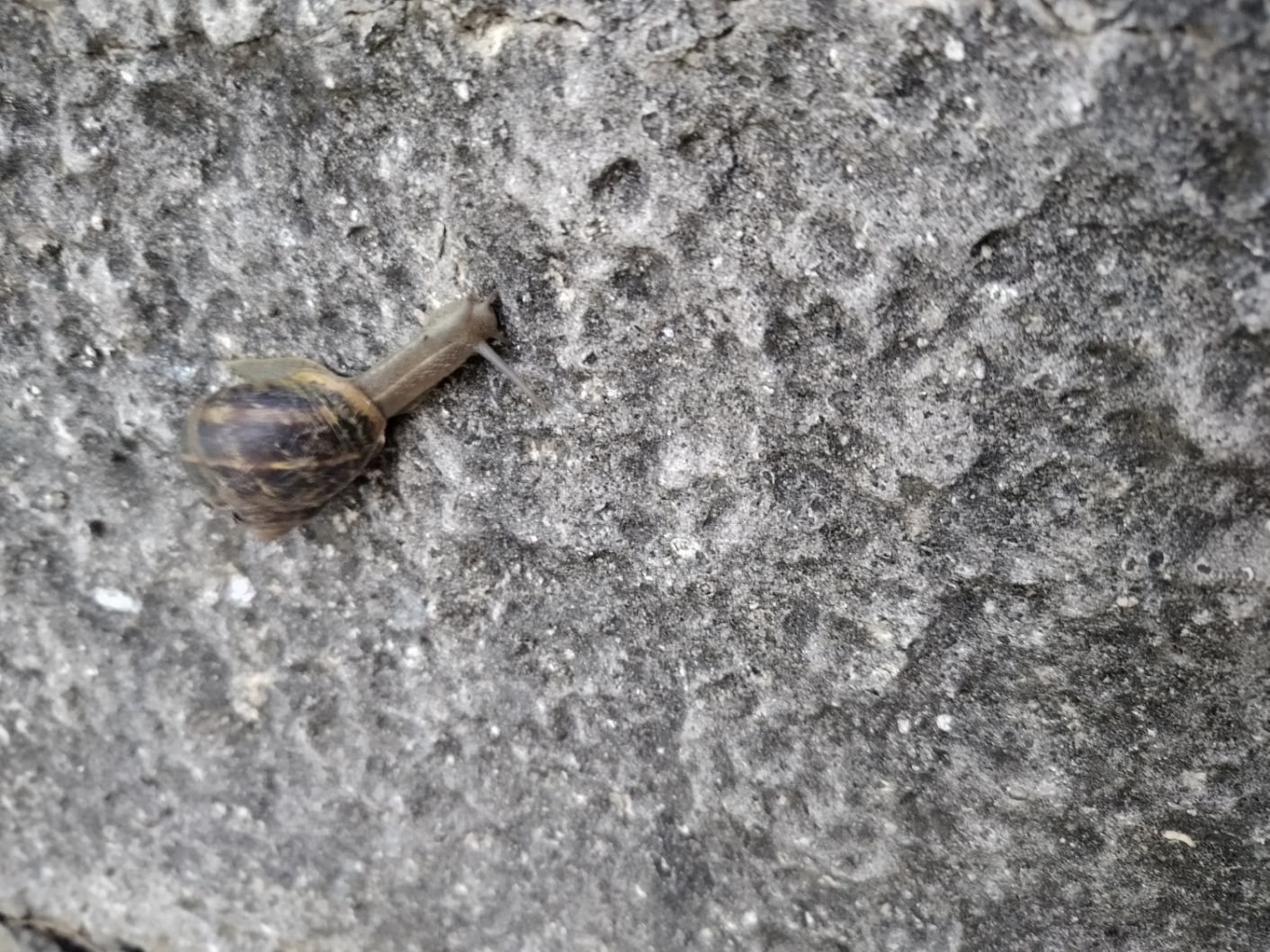 Un escargot accroché à un mur, photo gratuite