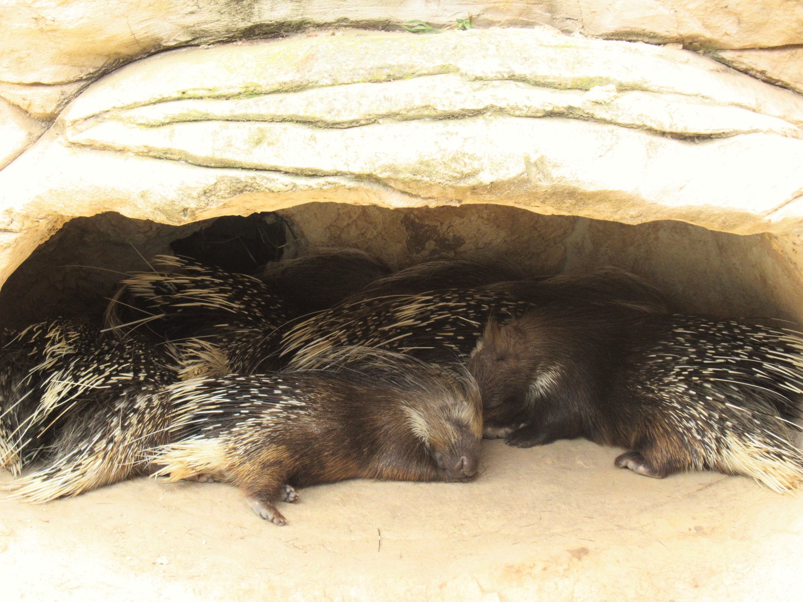 Gros plan sur un terrier de Porcs-épics au zoo de Rabat au Maroc