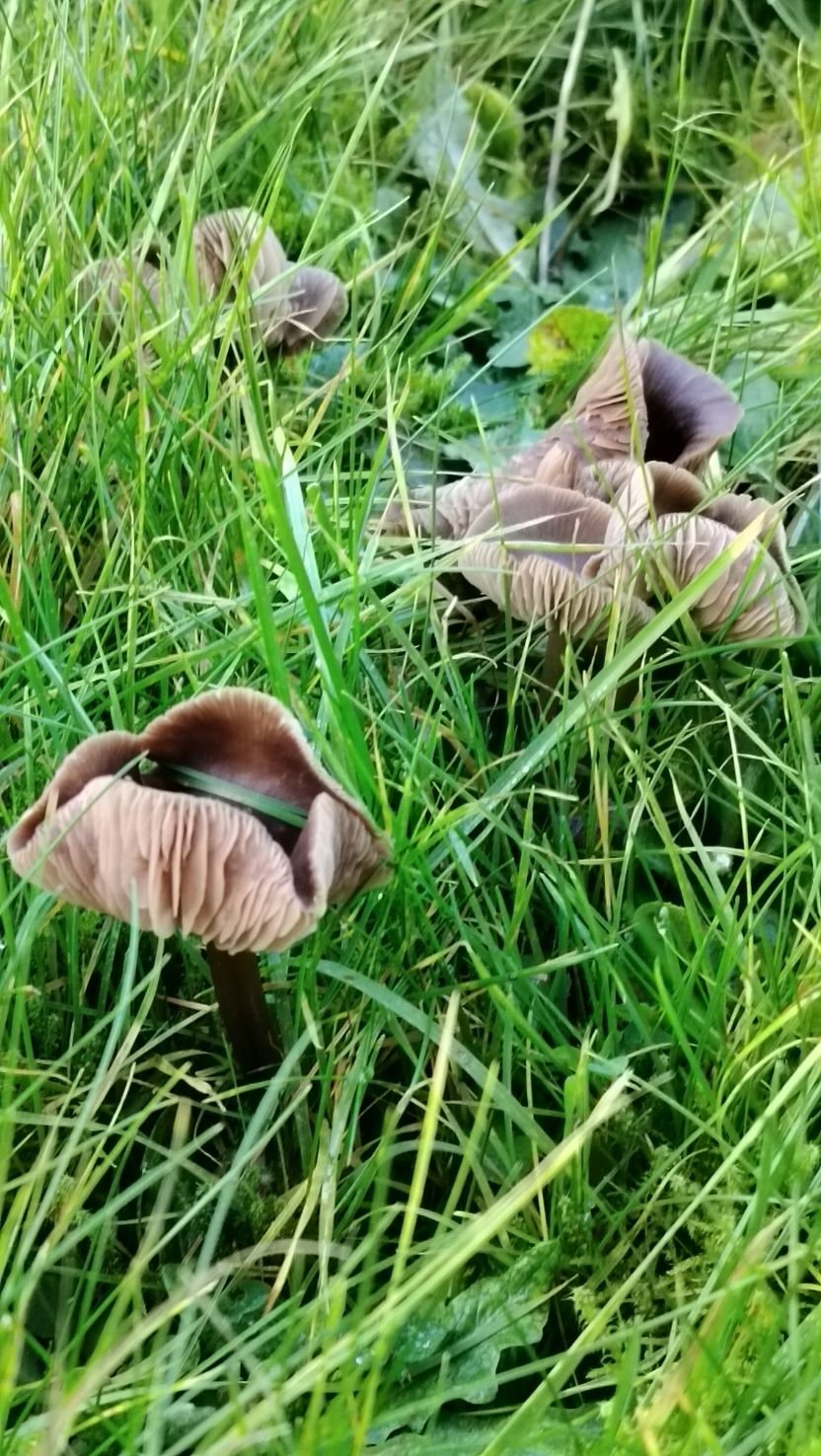 Les champignons, photo gratuite