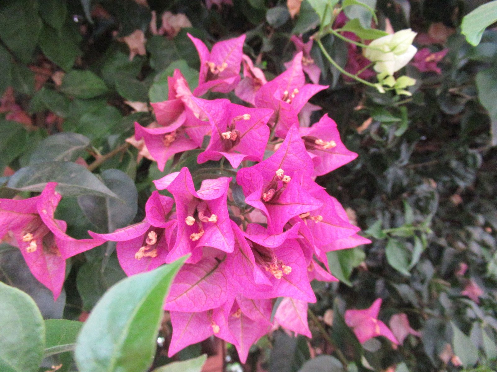 Fleurs du bougainvillier de couleur violette