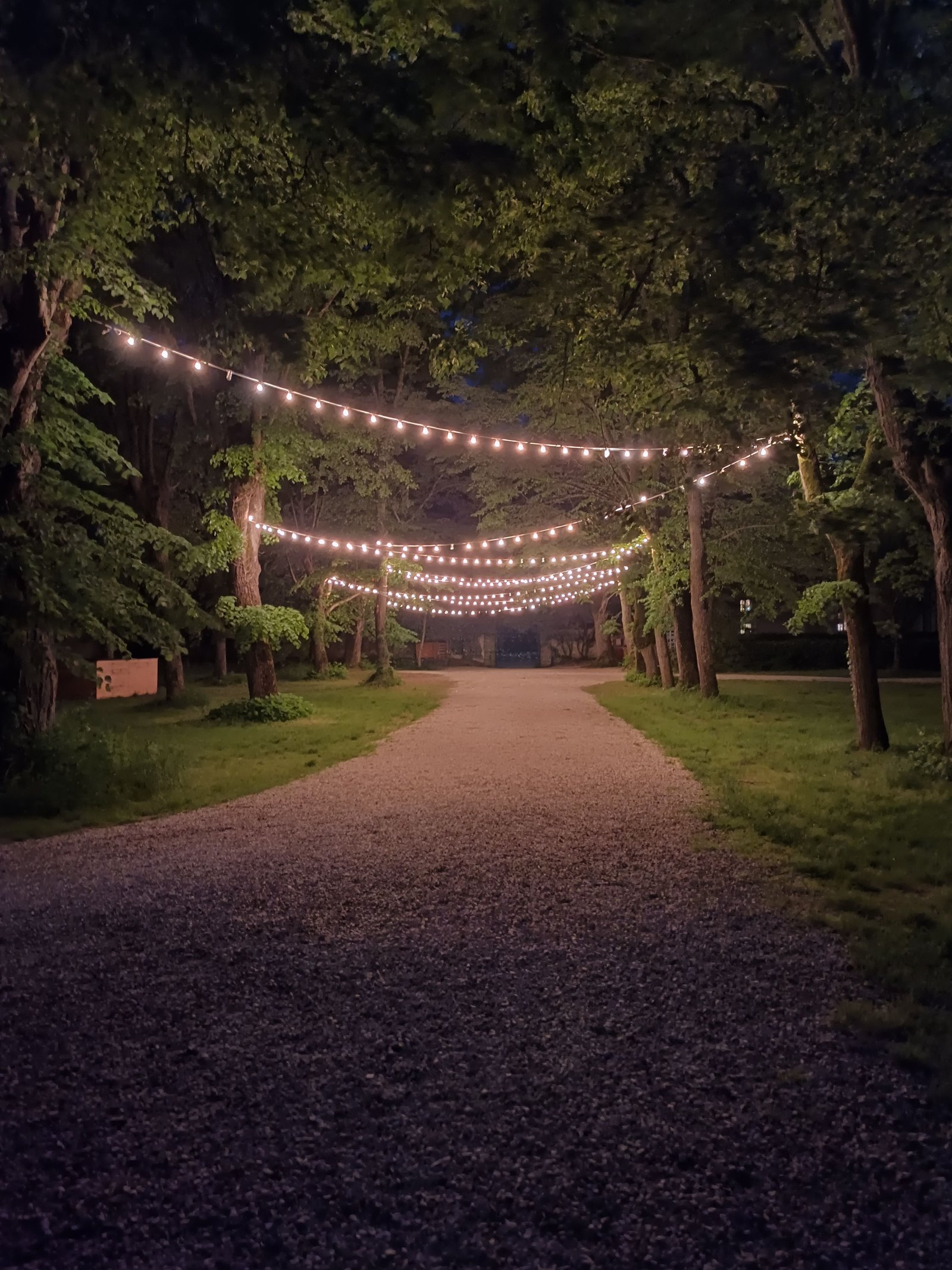 Des guirlandes lumineuses entre les arbres, photo gratuite