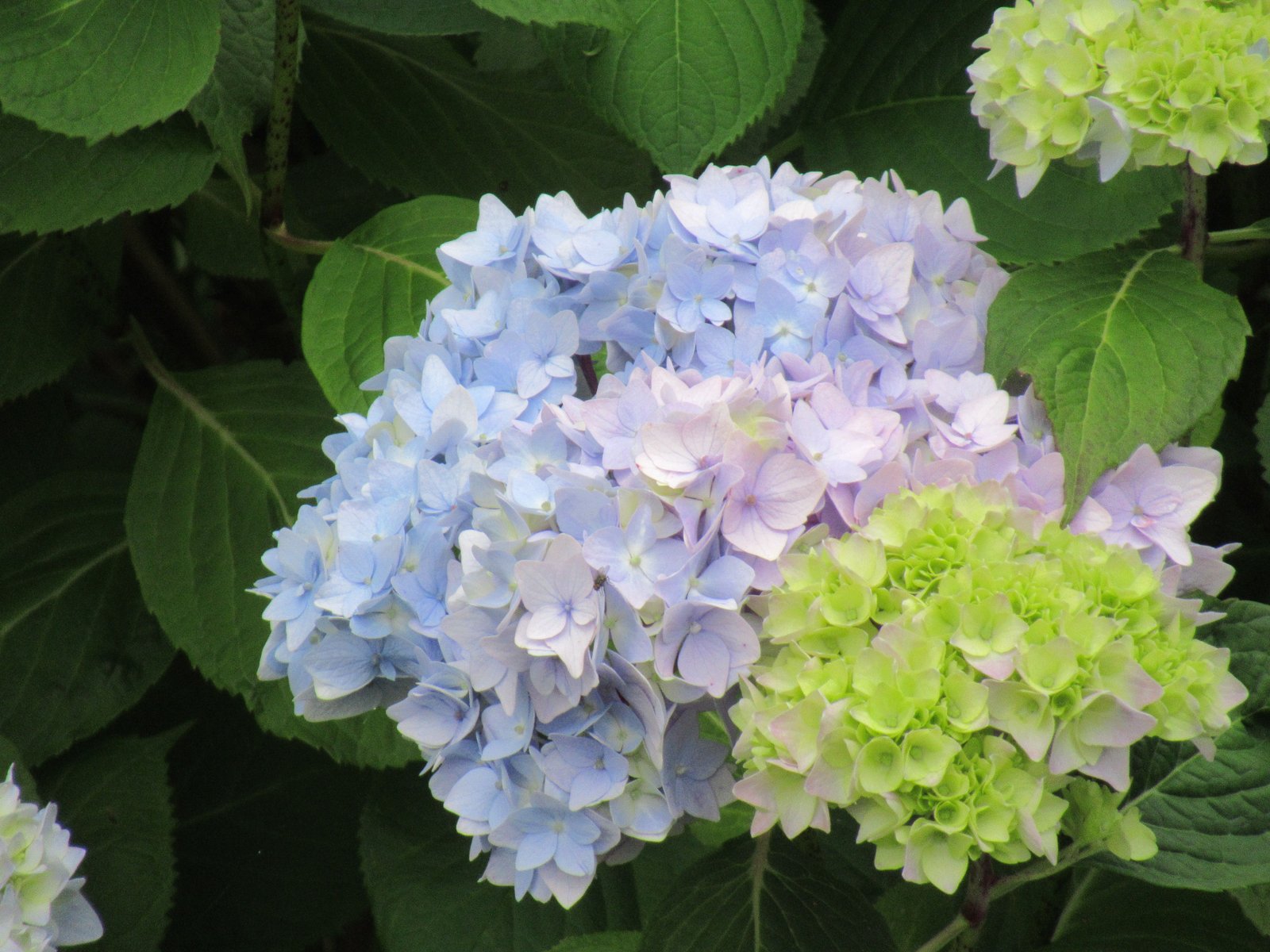 Fleurs d'hortensia