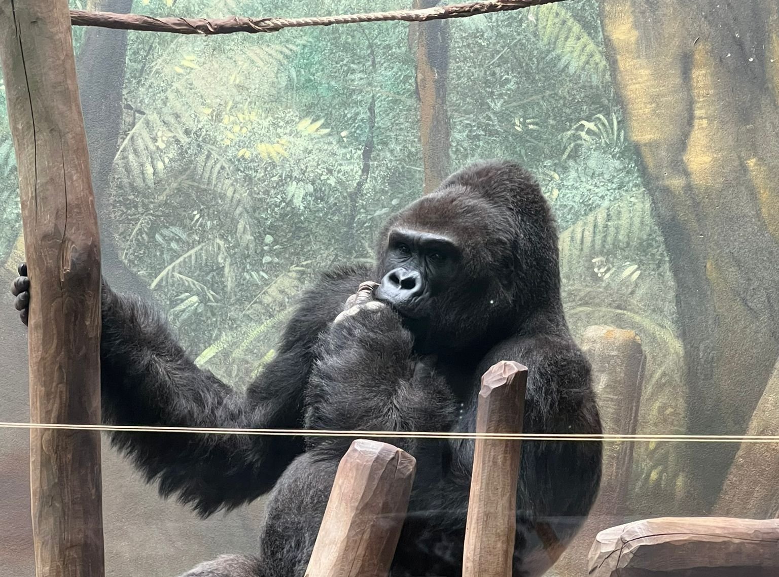 Gorille, Zoo d'Amneville, Moselle, Lorraine, photo gratuite