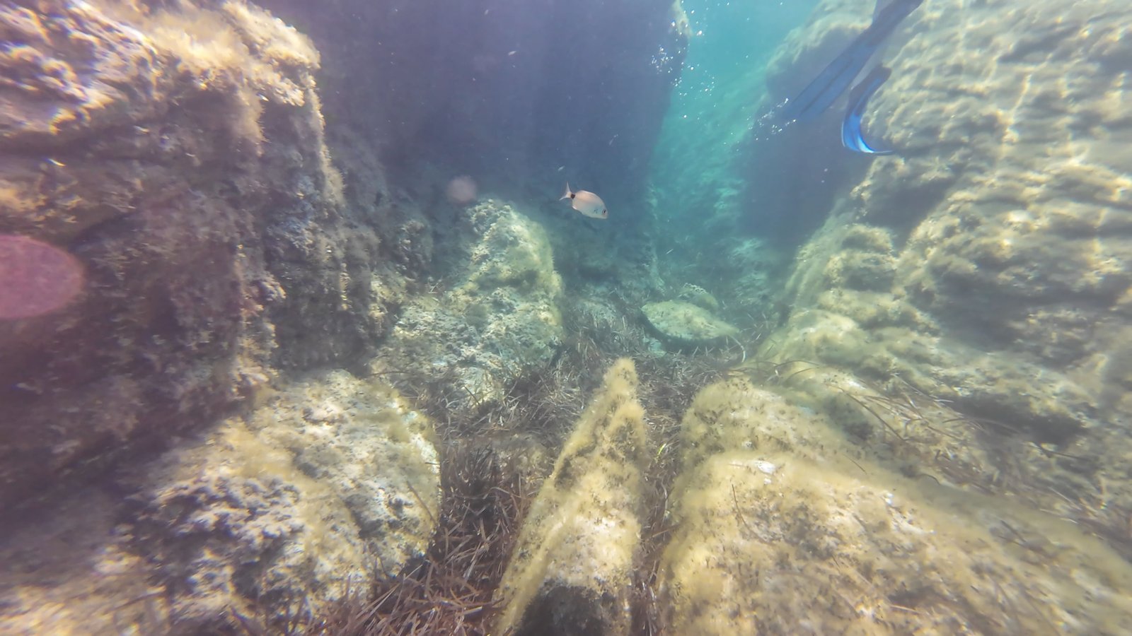 Un poisson-sar dans un environnement rocheux sous-marin, photo gratuite