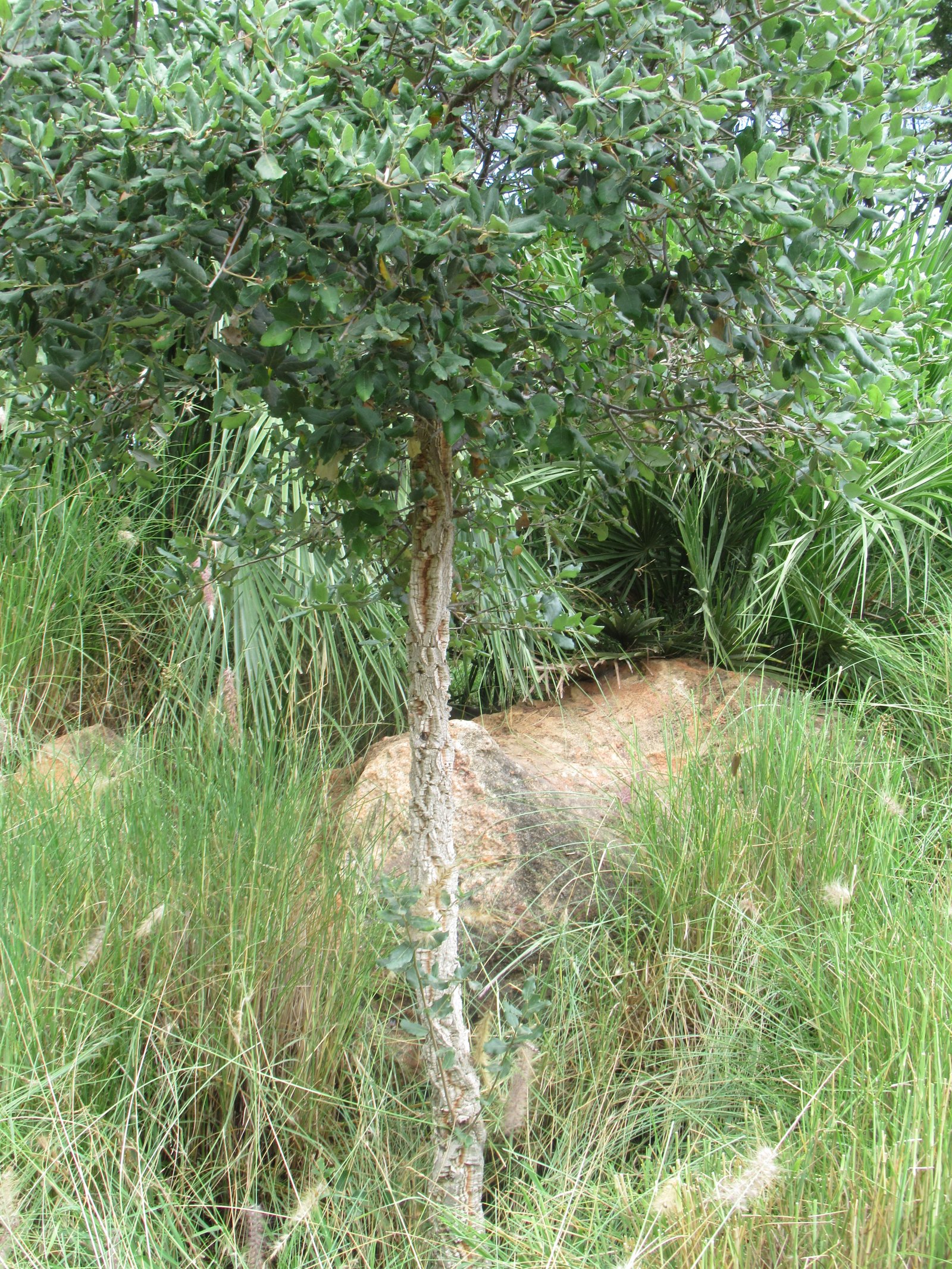 Grand caillou dans les herbes du zoo de Rabat au Maroc