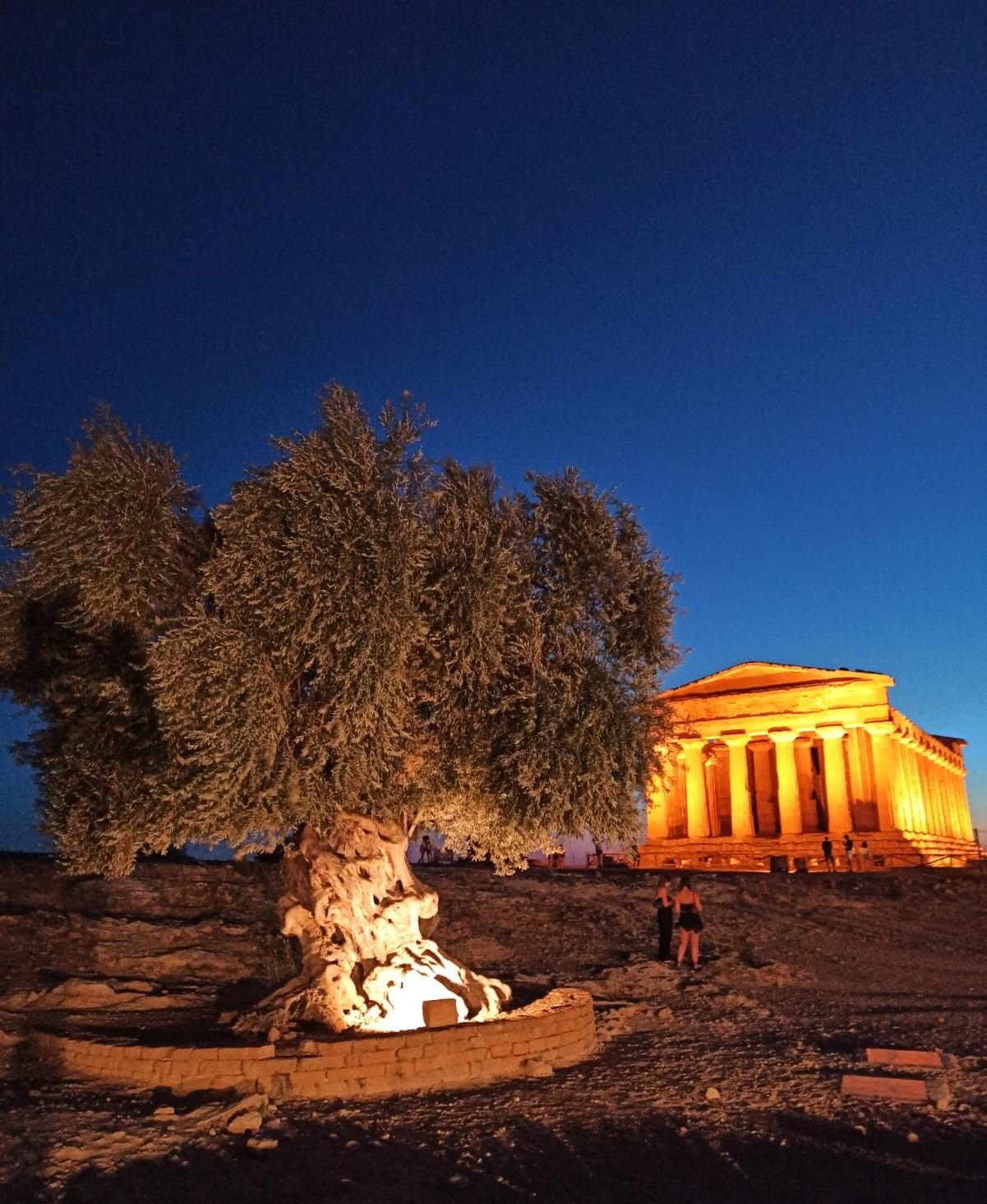L’Oliveira millénaire devant le temple de la Concorde photo gratuite