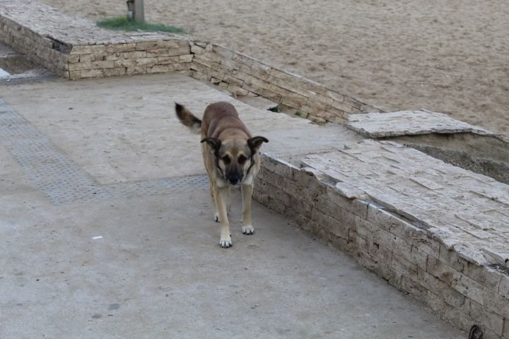 Un chien qui marche photo gratuite