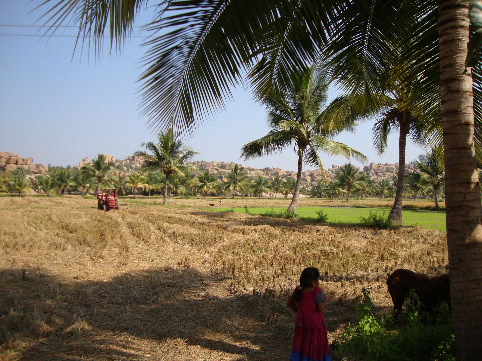 Un paysage rural, personne sous le palmier, tracteur, photo gratuite