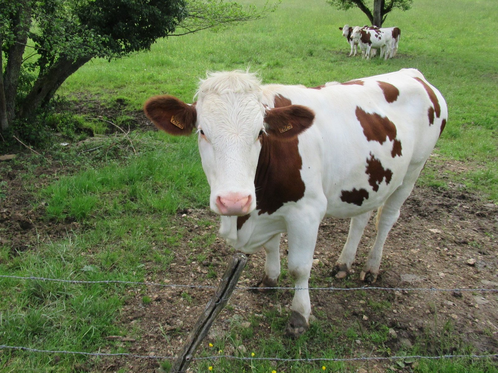 Vache de race vosgienne gros plan