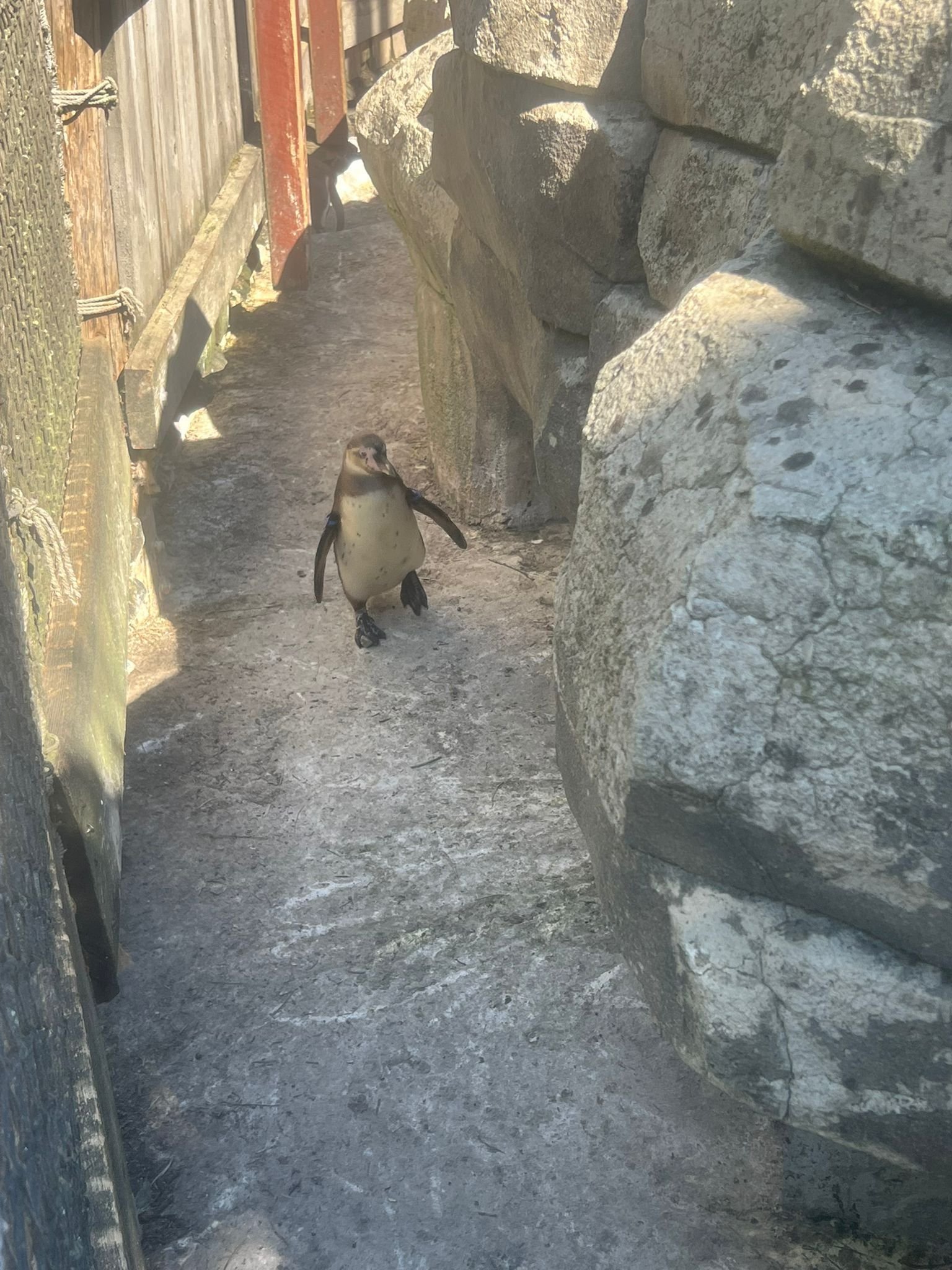 Manchot de Humboldt, Zoo d'Amneville, Moselle, Lorraine, photo gratuite