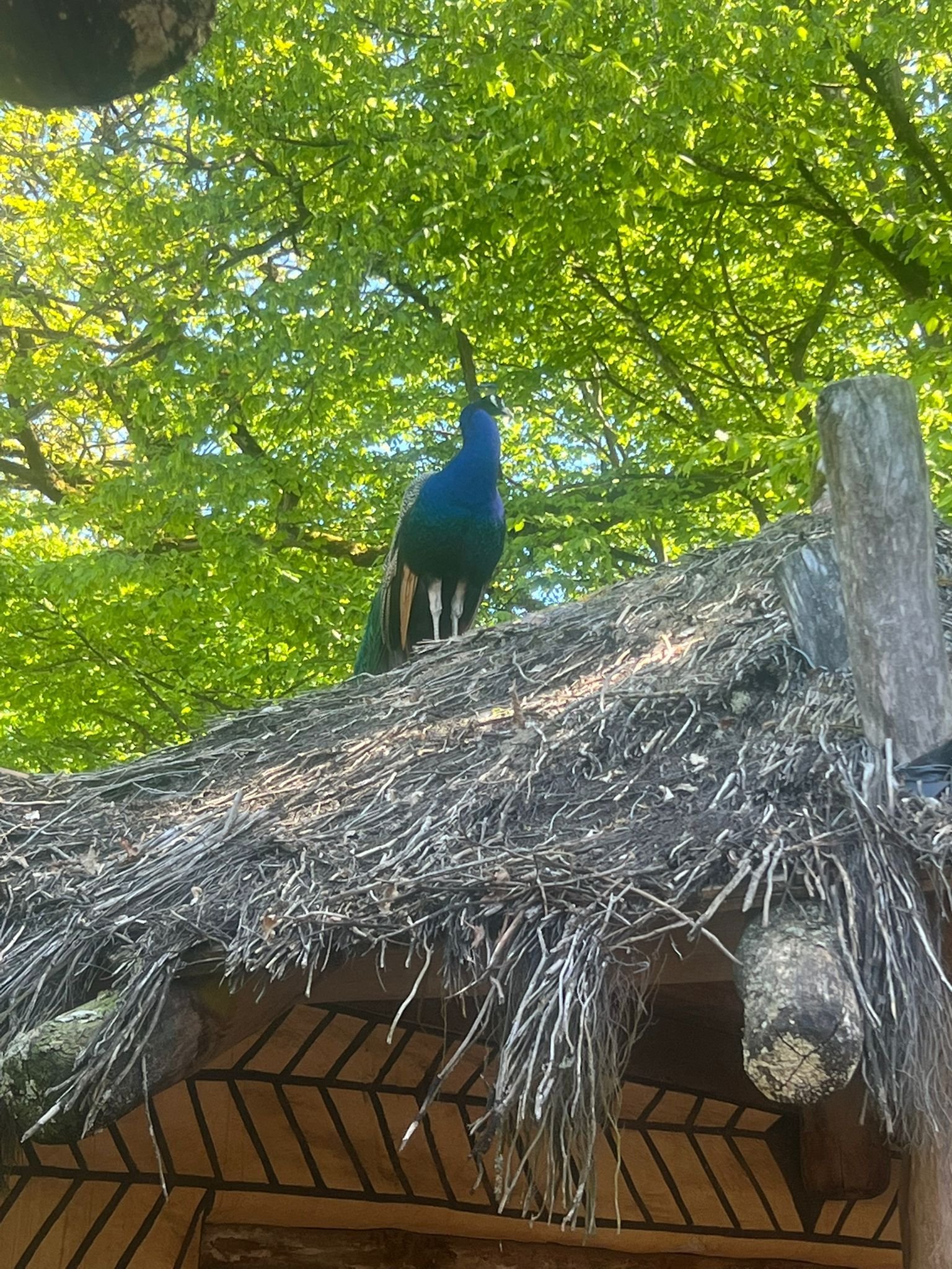 Paon, Zoo d'Amneville, Moselle, Lorraine, photo gratuite