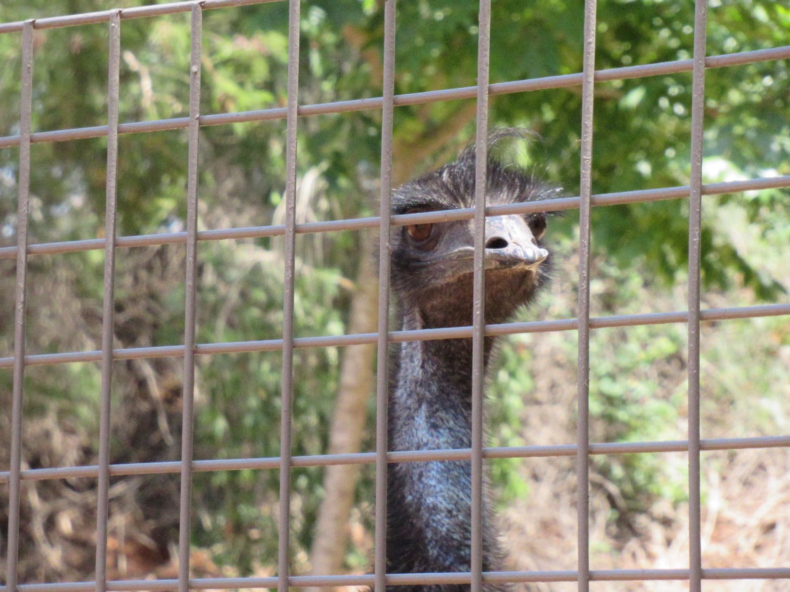 Emeu d'Australie dans une cage au zoo de Rabat au Maroc photo gratuite