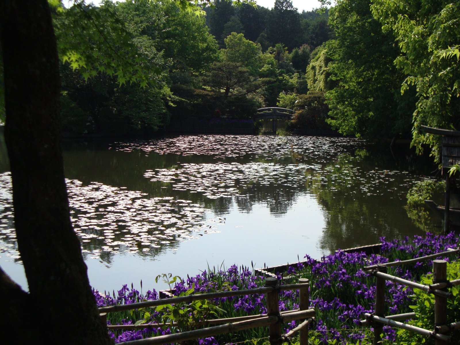 Large promenade garden which includes a pond, the Kyoyochi, free photo