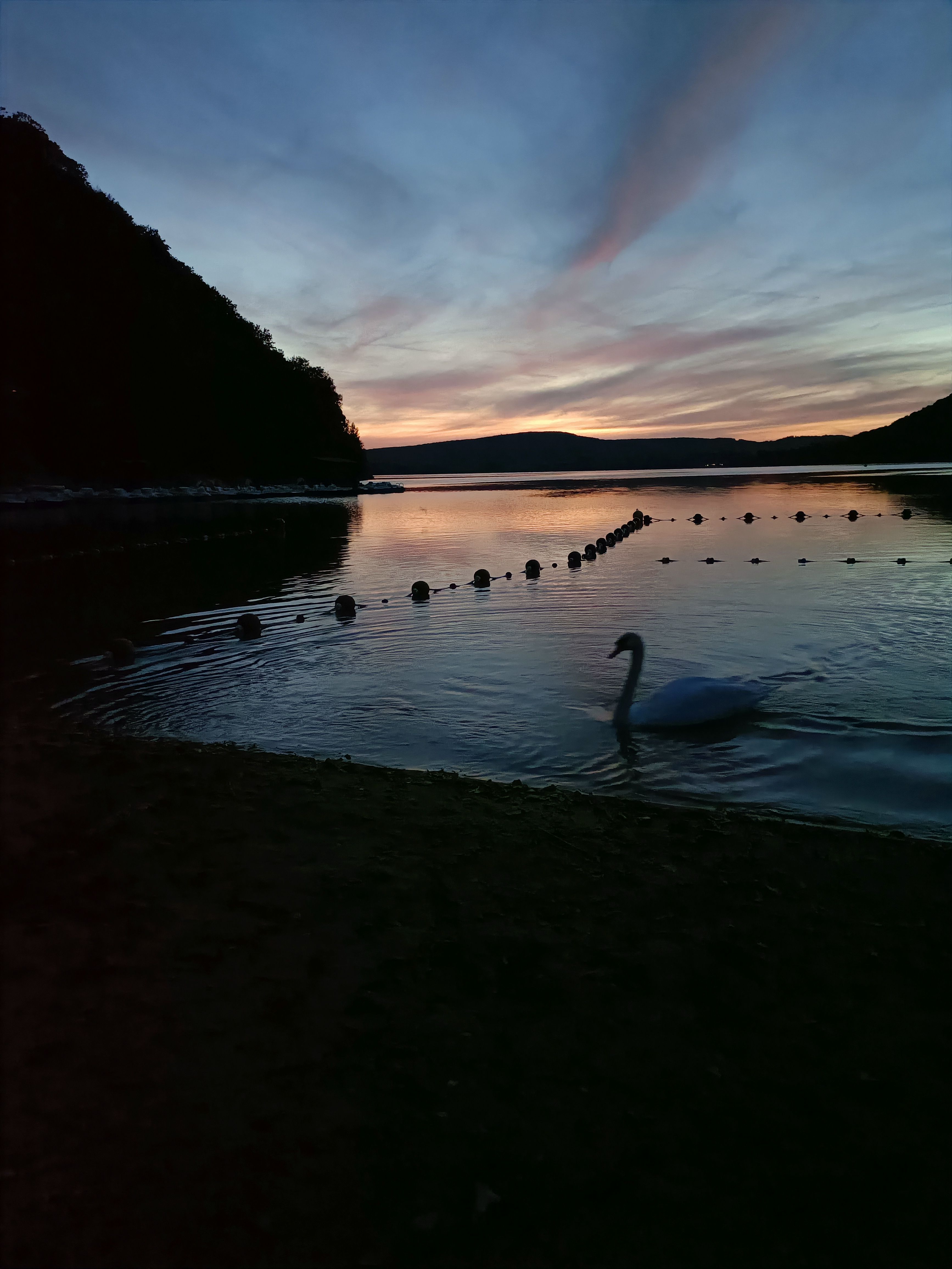 Cygne nageant dans un lac au coucher du soleil