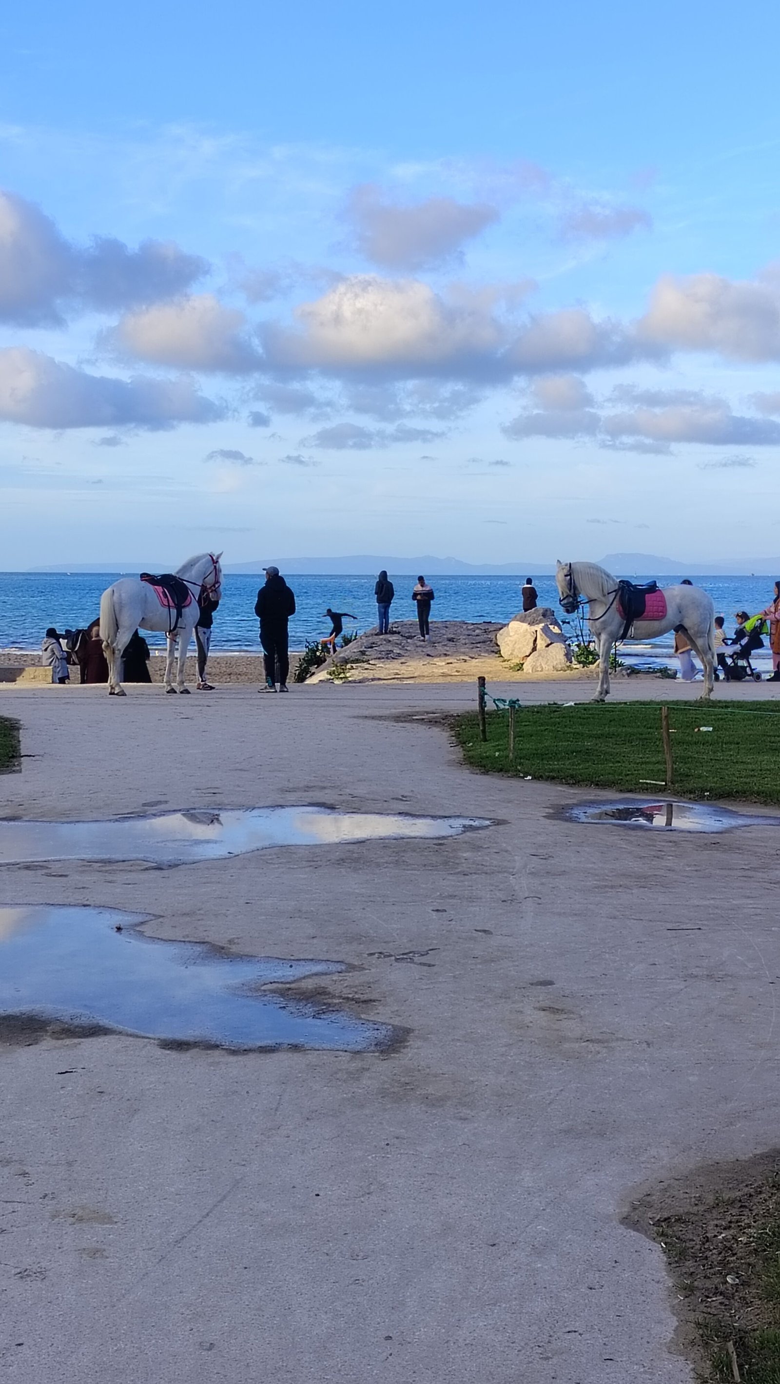 Des personnes au bord de la mer avec des chevaux, photo gratuite