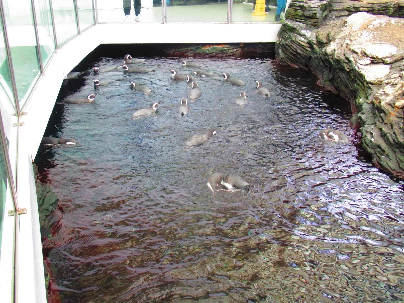 groupe de Pingouin , Oceanarium de Lisbonne, Portugal