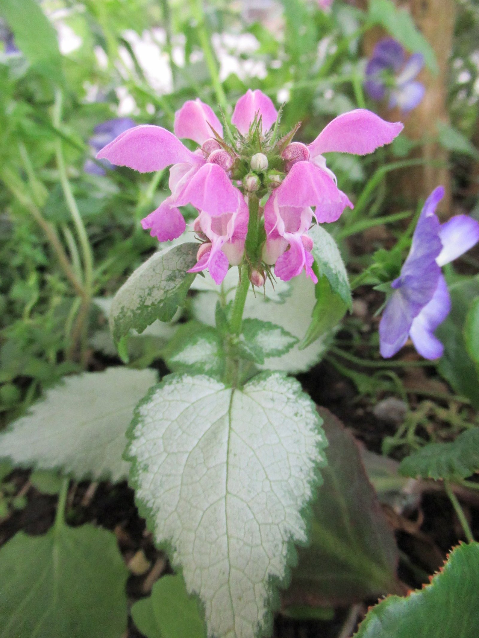 Lamier maculé violet