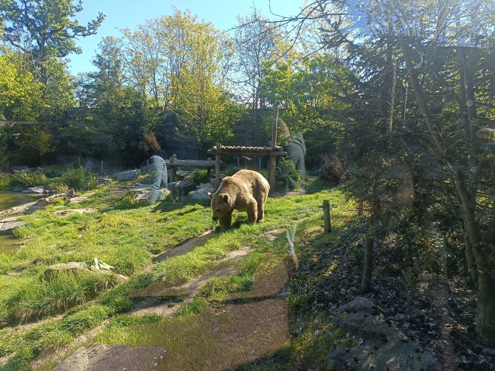 Ours dans le Zoo d'Amneville, Moselle, Lorraine, photo gratuite