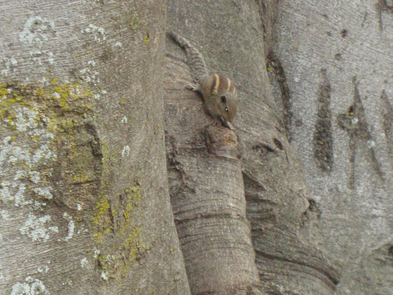 Un écureuil rayé sur un arbre, photo gratuite