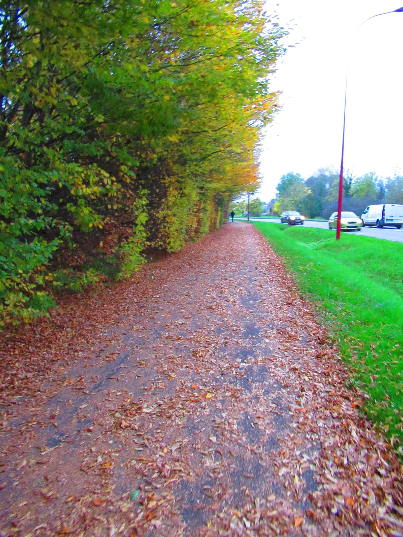 Passage dont le sol est couvert de feuilles mortes au bord d'un goudron photo gratuite