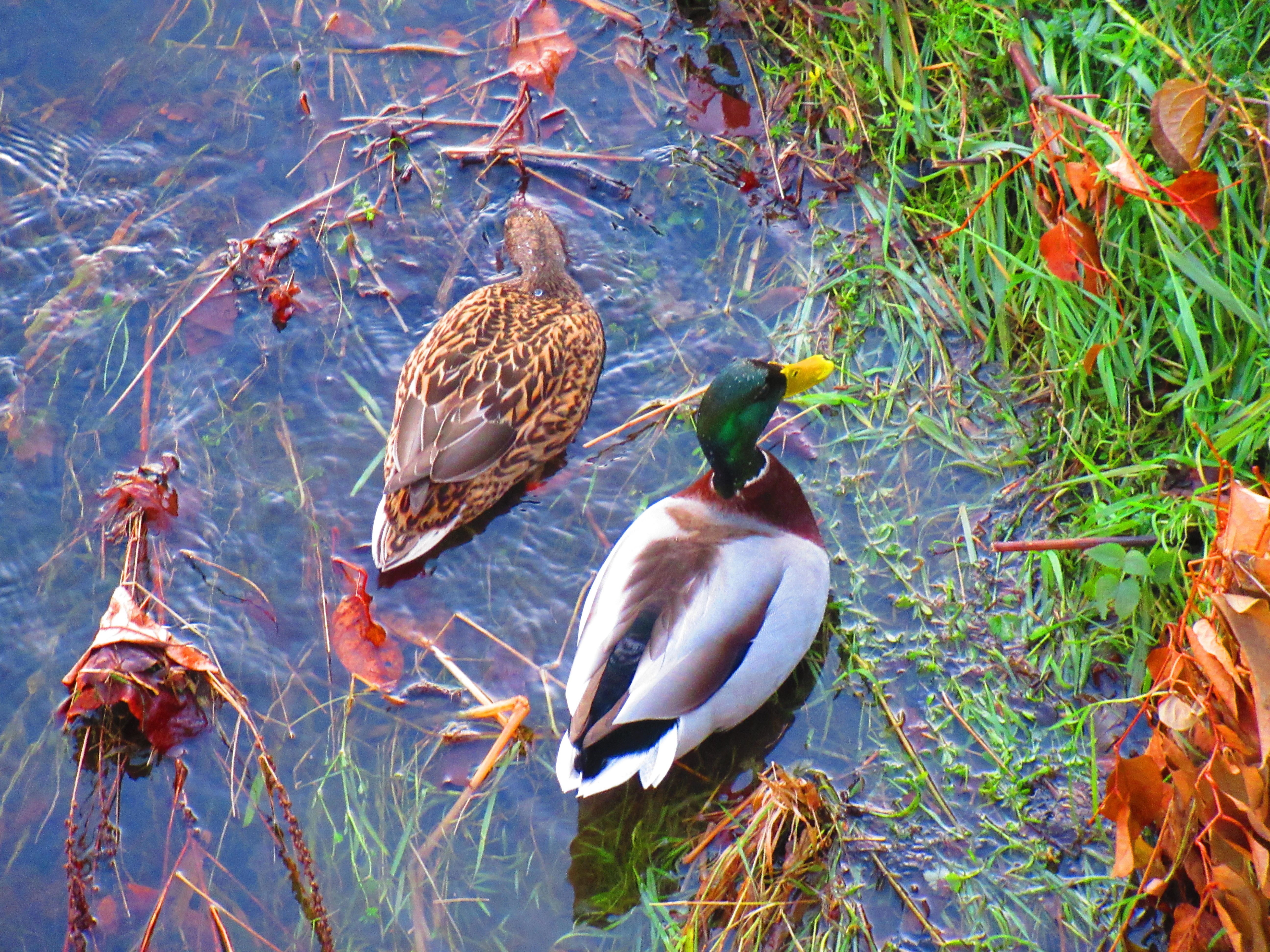 Ducks on the water, free photos, free-photos.com