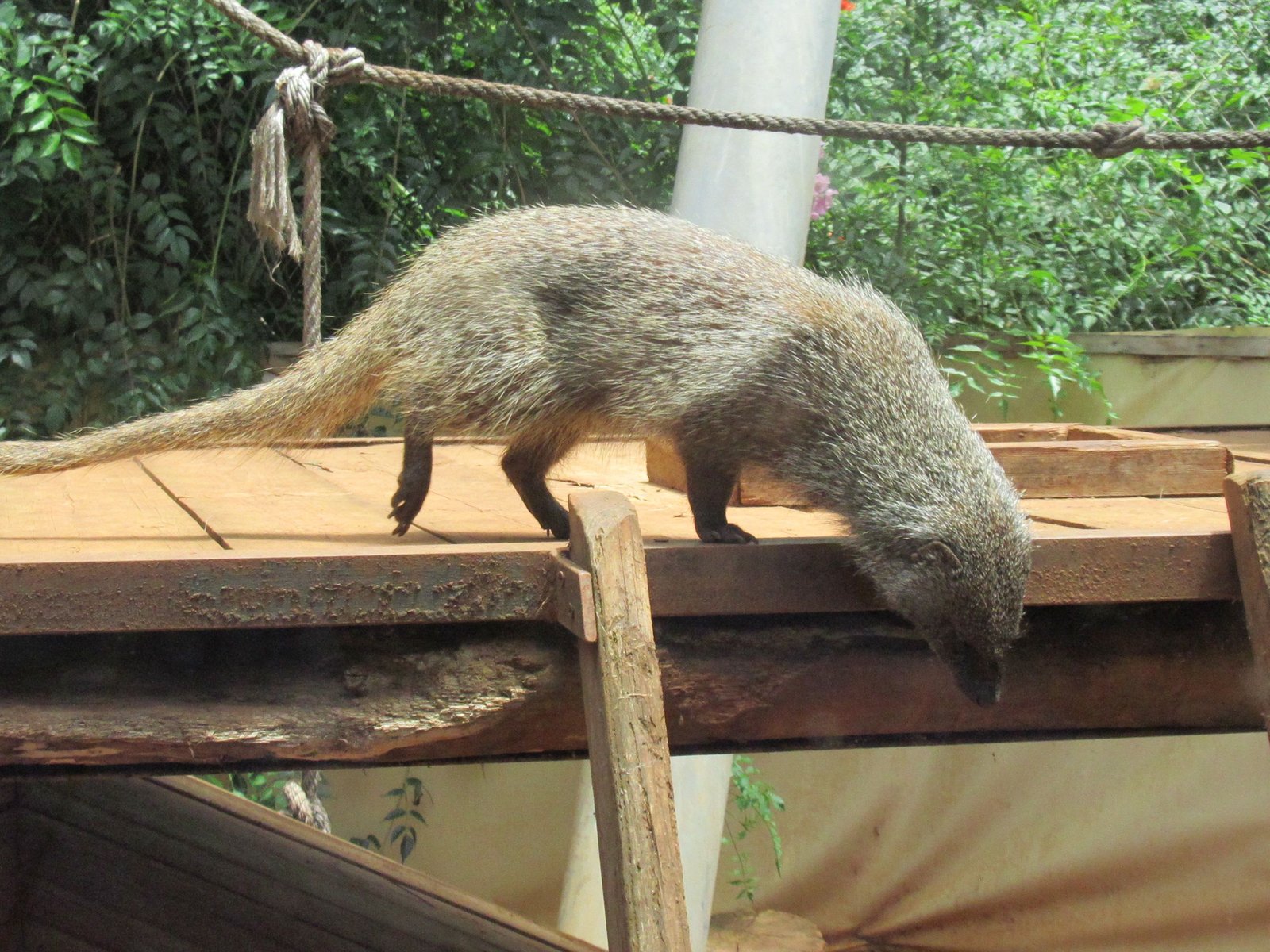 Mangouste crabière du zoo de Rabat au Maroc photo gratuite