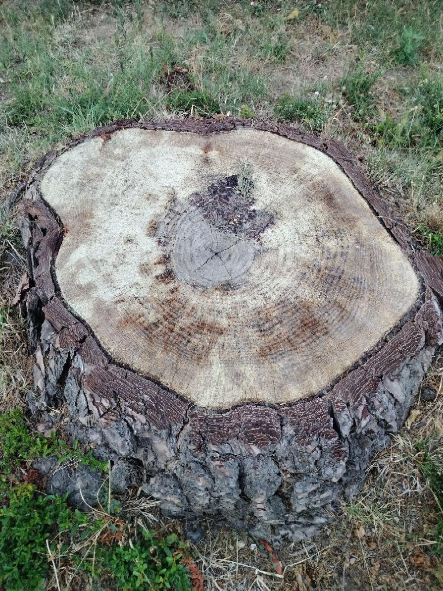 Une souche d'arbre, la partie restante du tronc d'un arbre coupé, avec les racines toujours dans le sol, photo gratuite