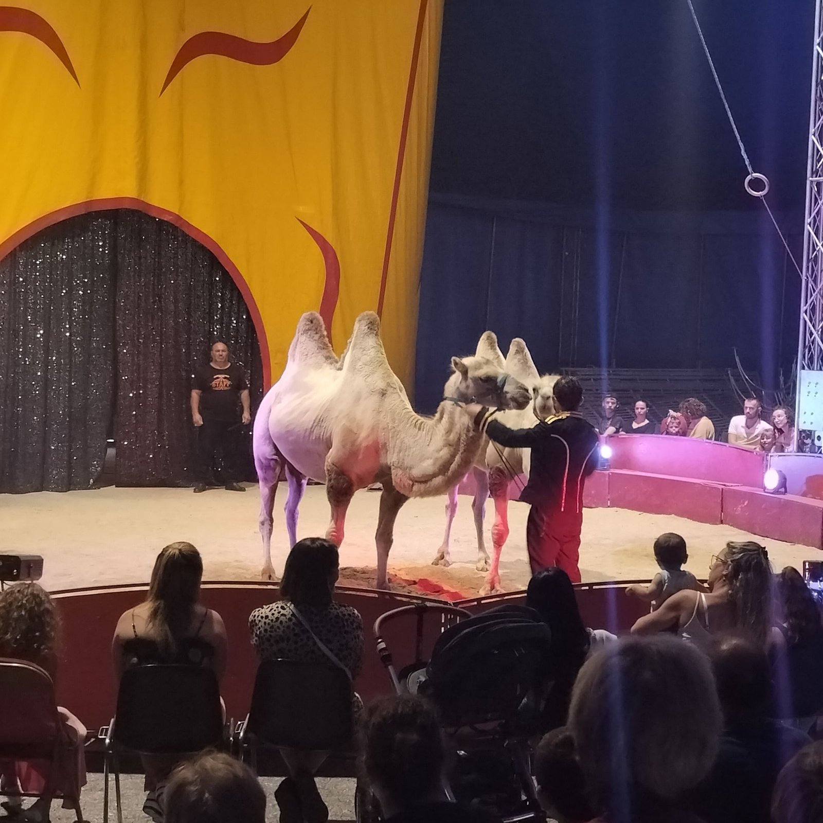 Spectacle de chameau au cirque