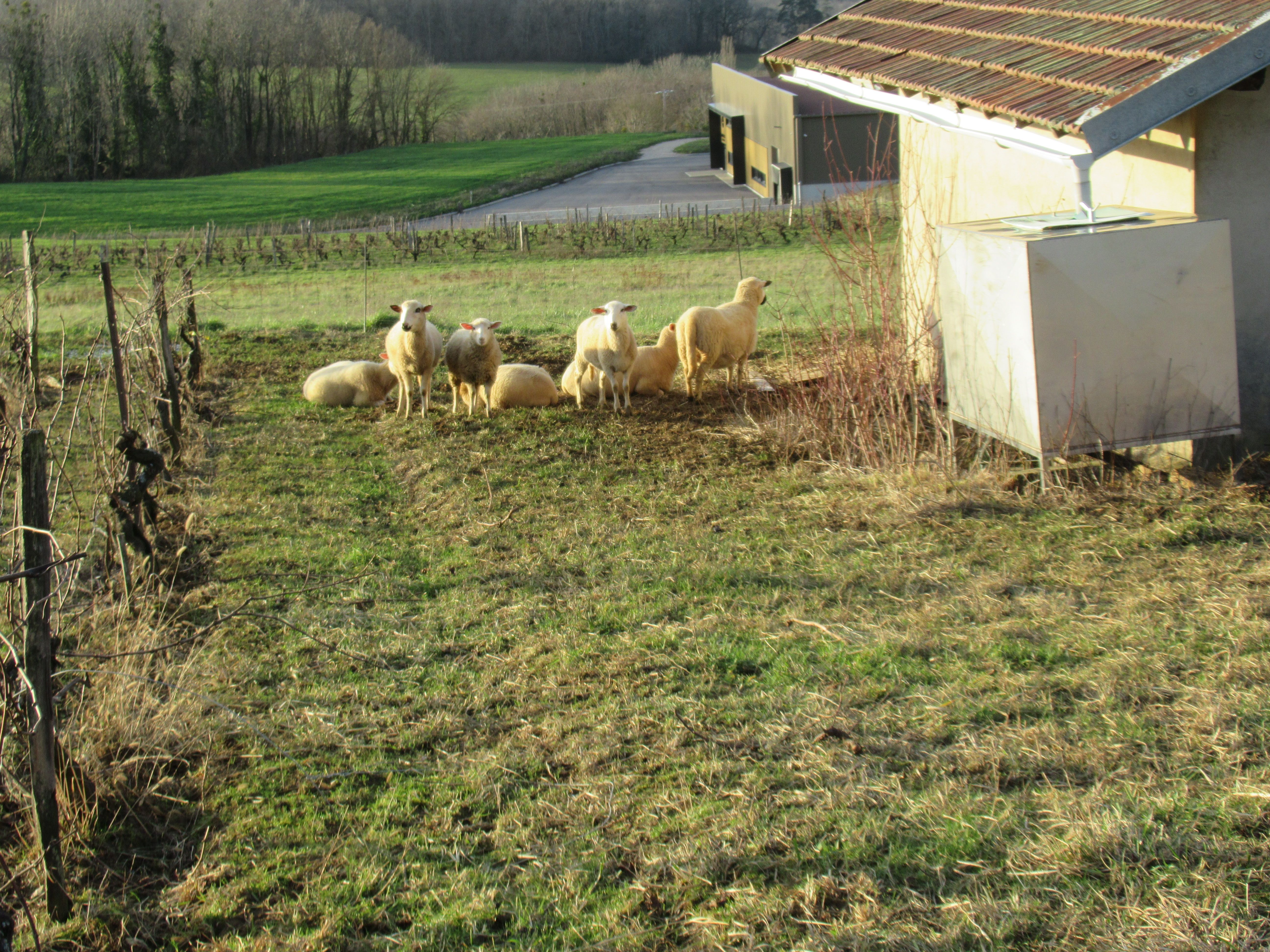 Moutons dans une bergerie