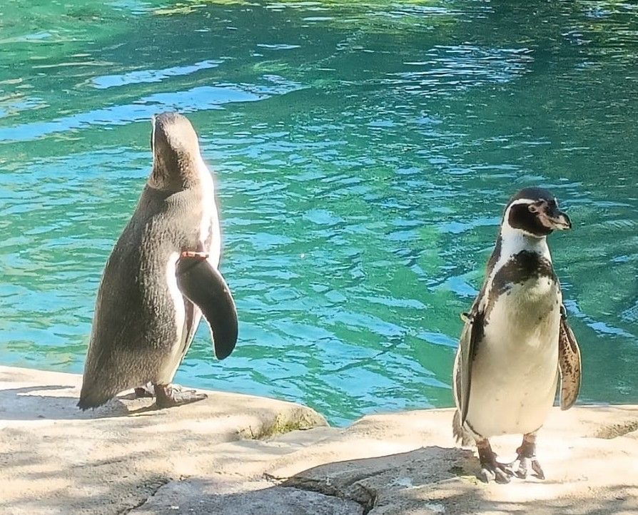 Manchots de Humboldt, oiseaux marins, Zoo d'Amnéville, Moselle, Lorraine, photo gratuite