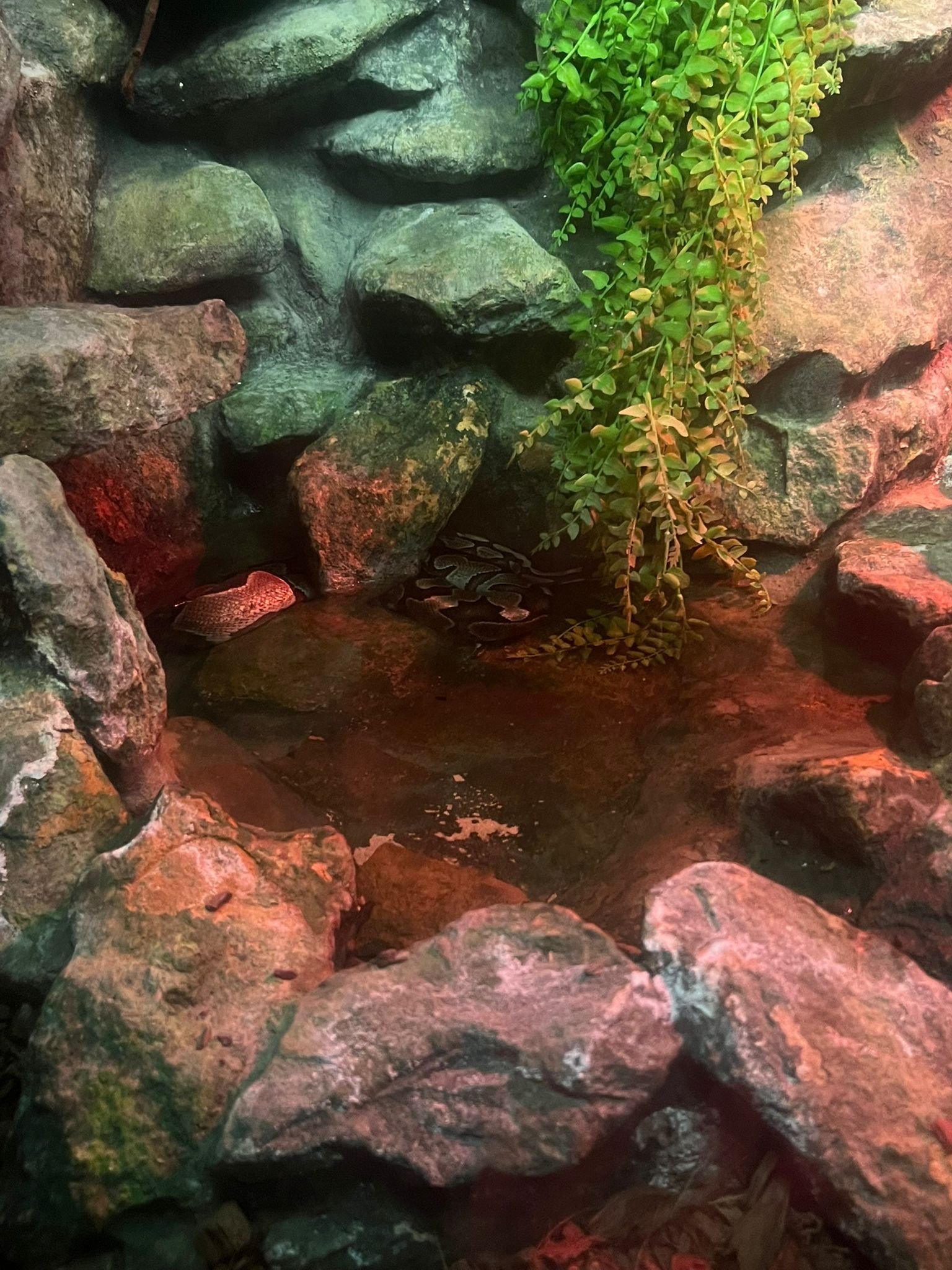 Serpent sous les roches, Zoo d'Amneville, Moselle, Lorraine, photo gratuite