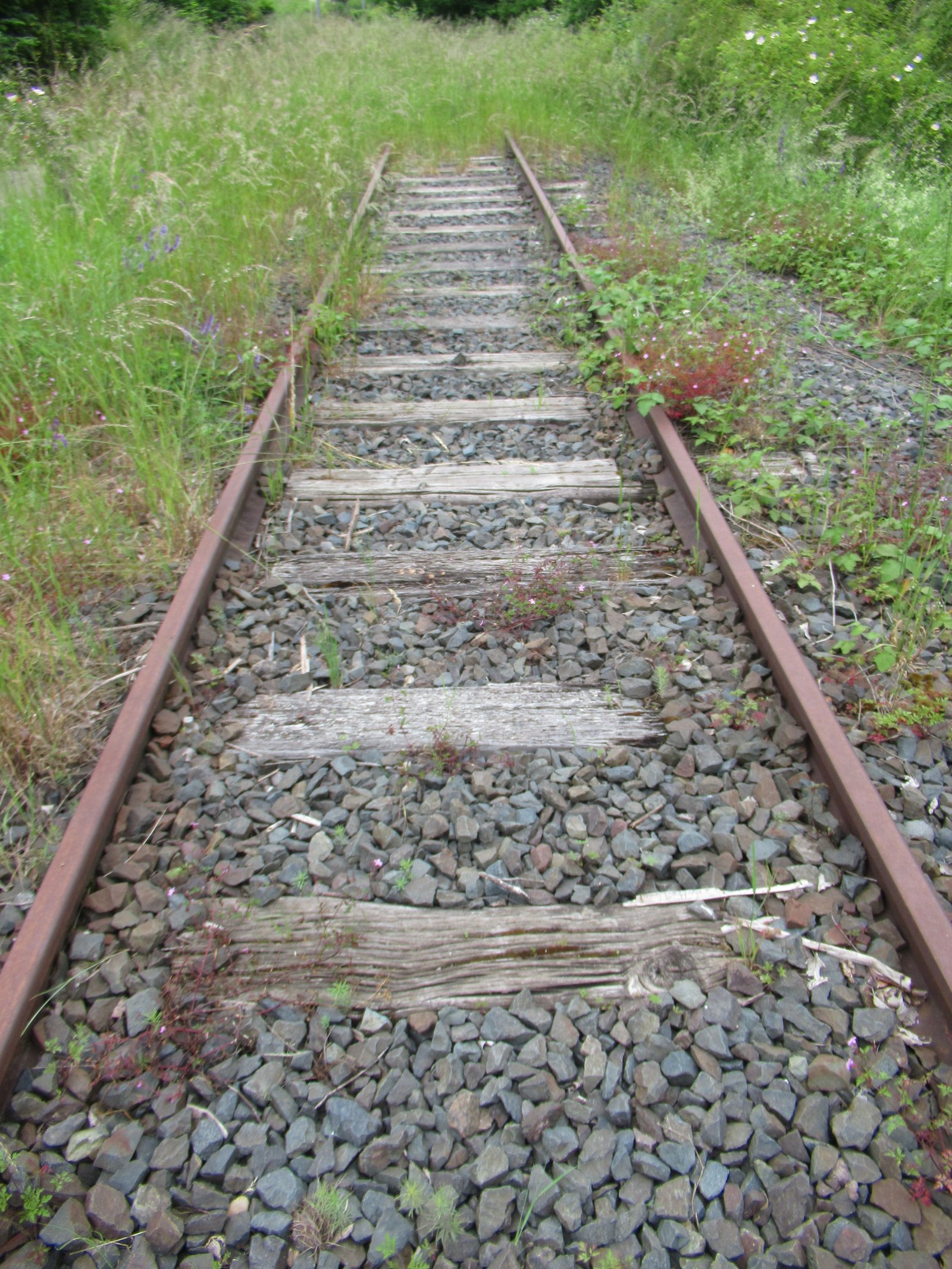 Rails d'une voie ferrée