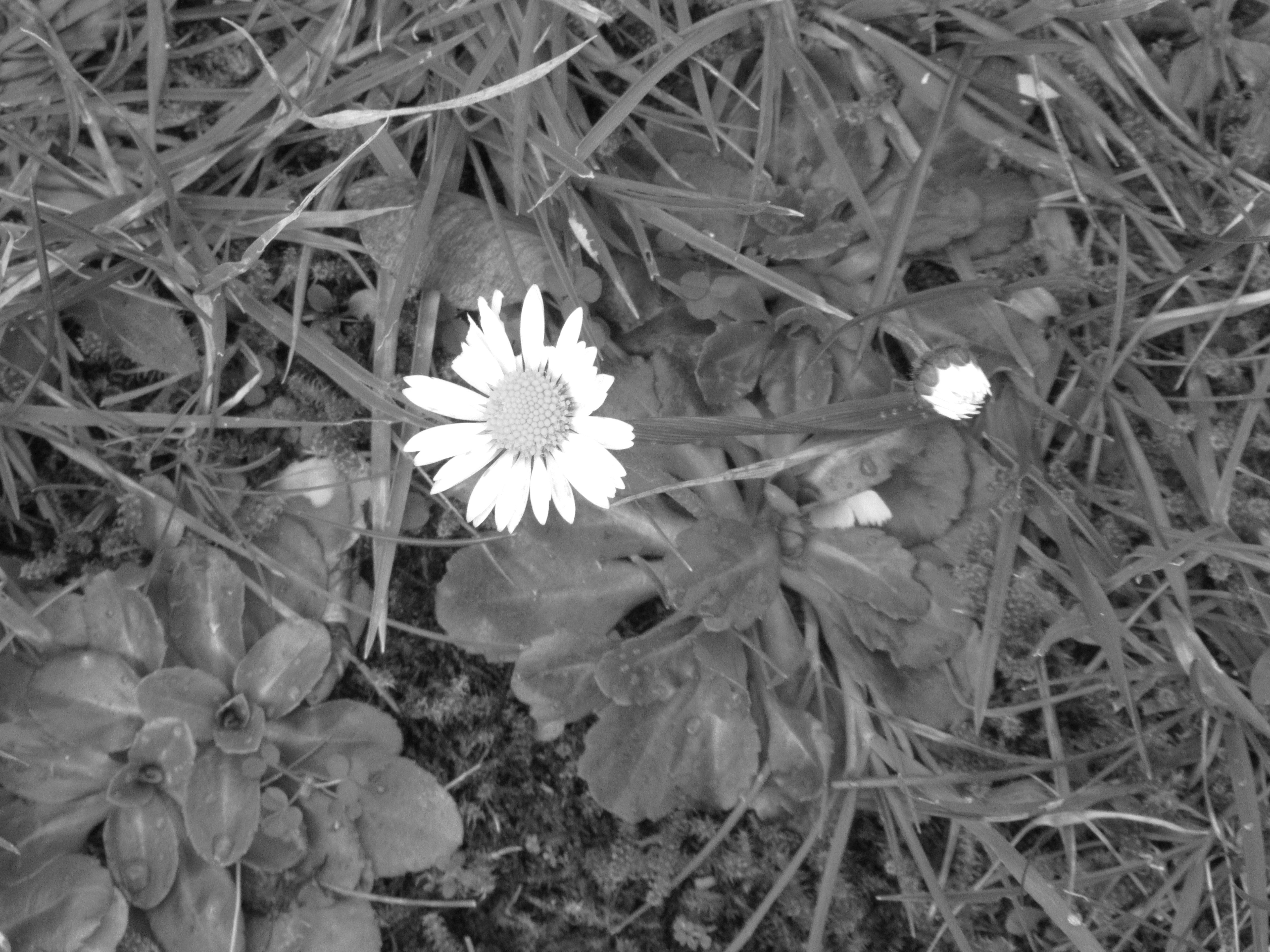Pâquerette, fleur, nature, noir et blanc