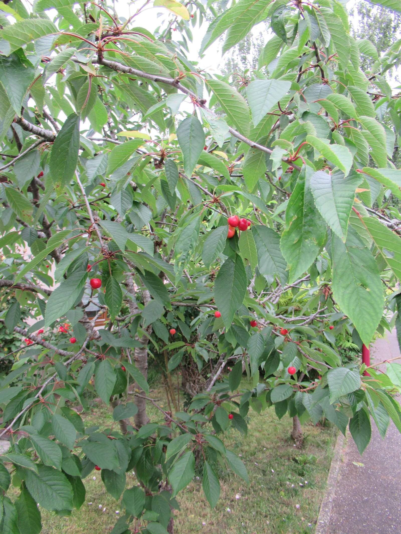 Ripe cherries on a tree