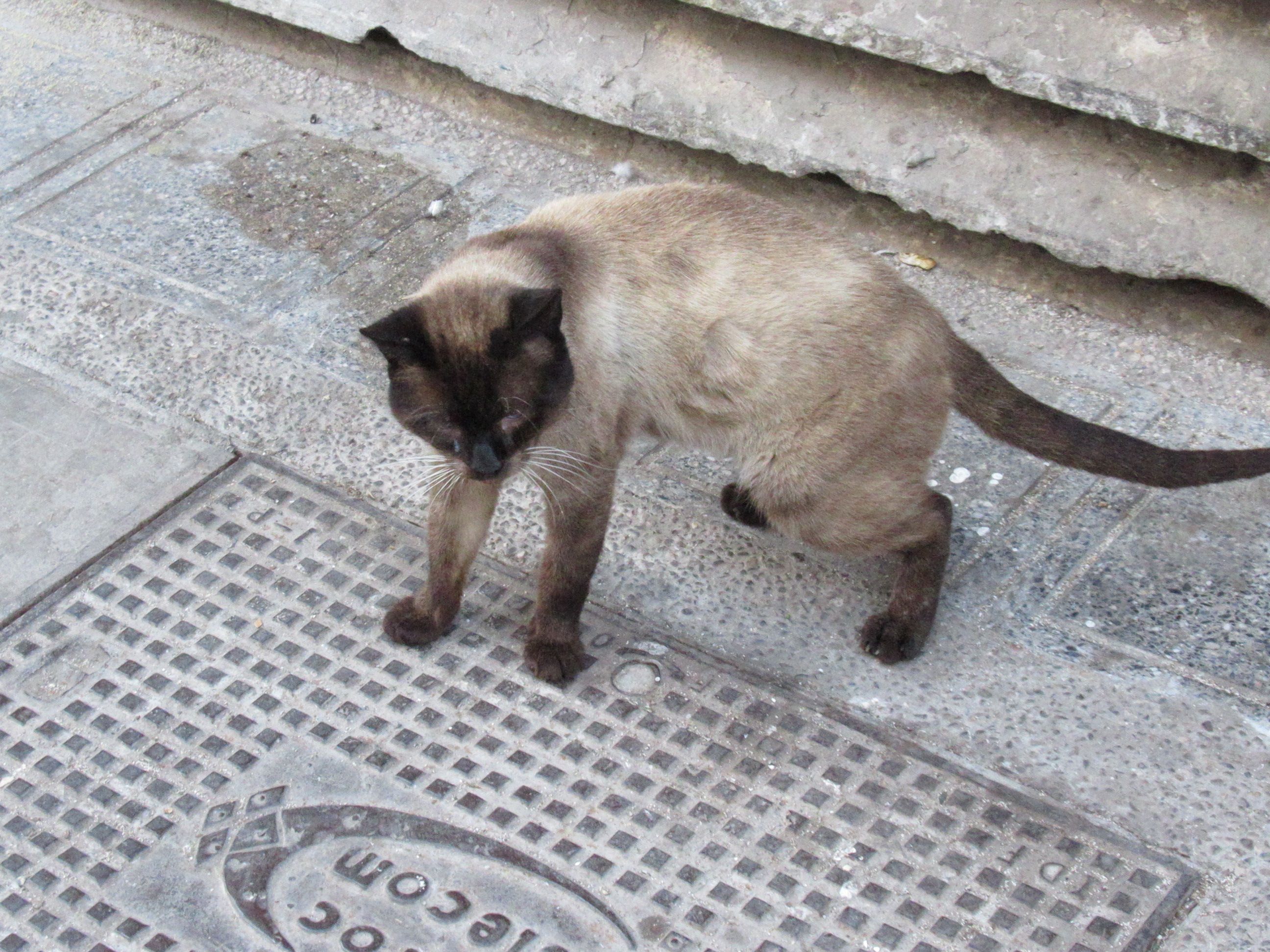 Chat siamois