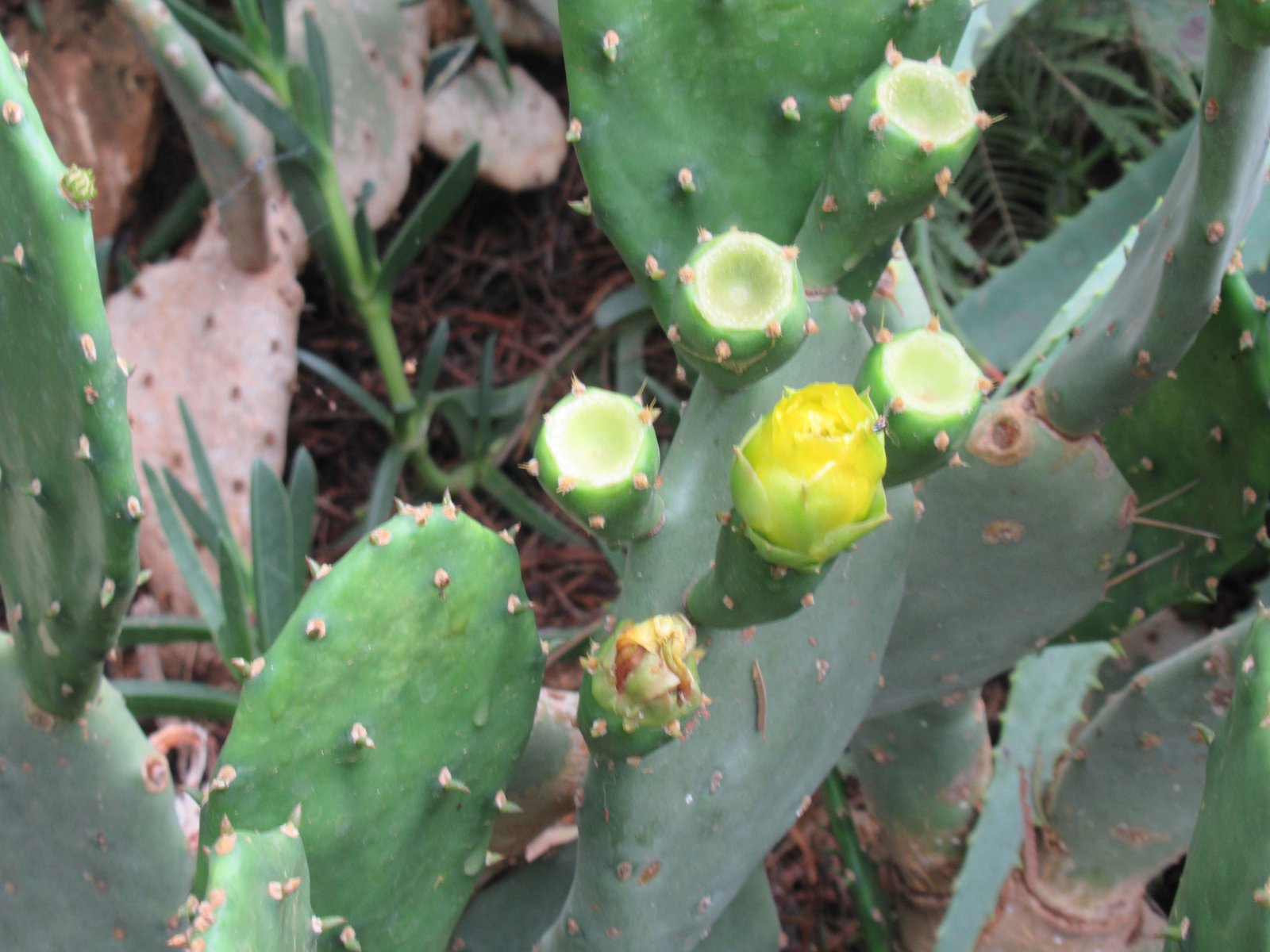 Figuier de barbarie au zoo de Rabat